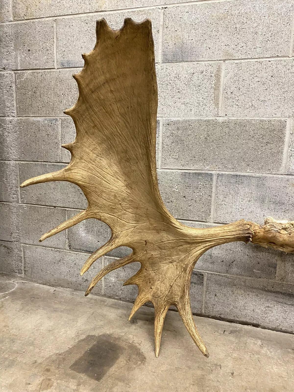 Decoración de Pared Taxidermia Cráneo de Alce Canadiense Grande Vintage Rústico en venta