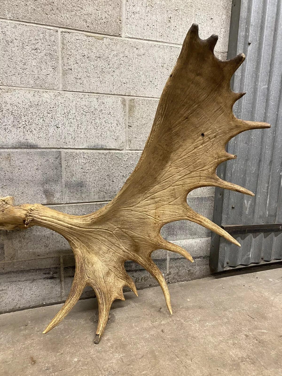 Decoración de Pared Taxidermia Cráneo de Alce Canadiense Grande Vintage Desconocido en venta