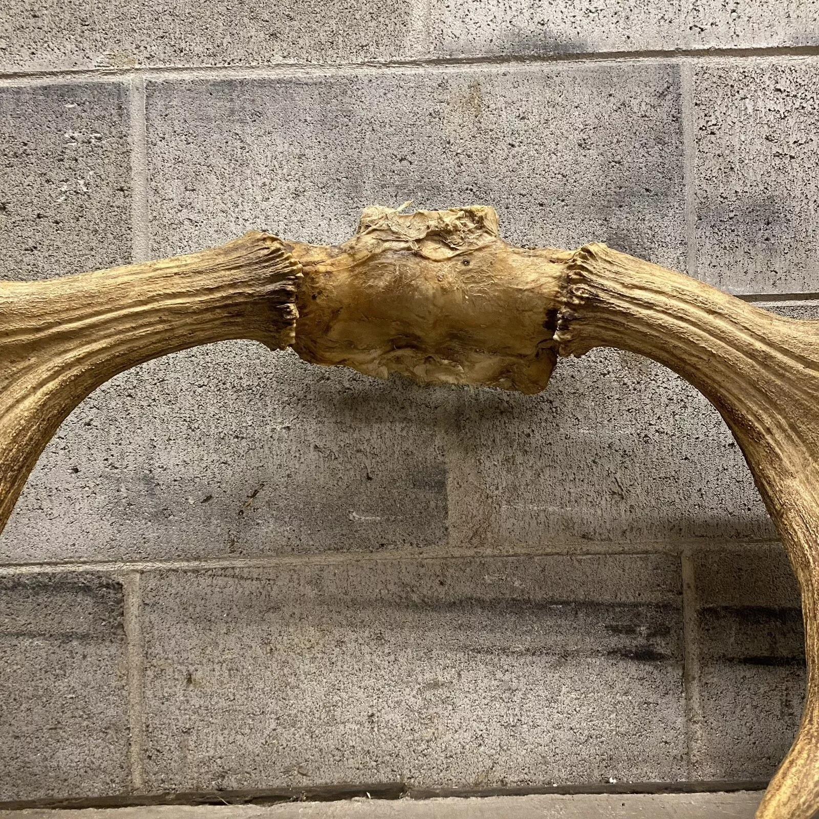 Decoración de Pared Taxidermia Cráneo de Alce Canadiense Grande Vintage en Bueno estado para la venta en Philadelphia, PA