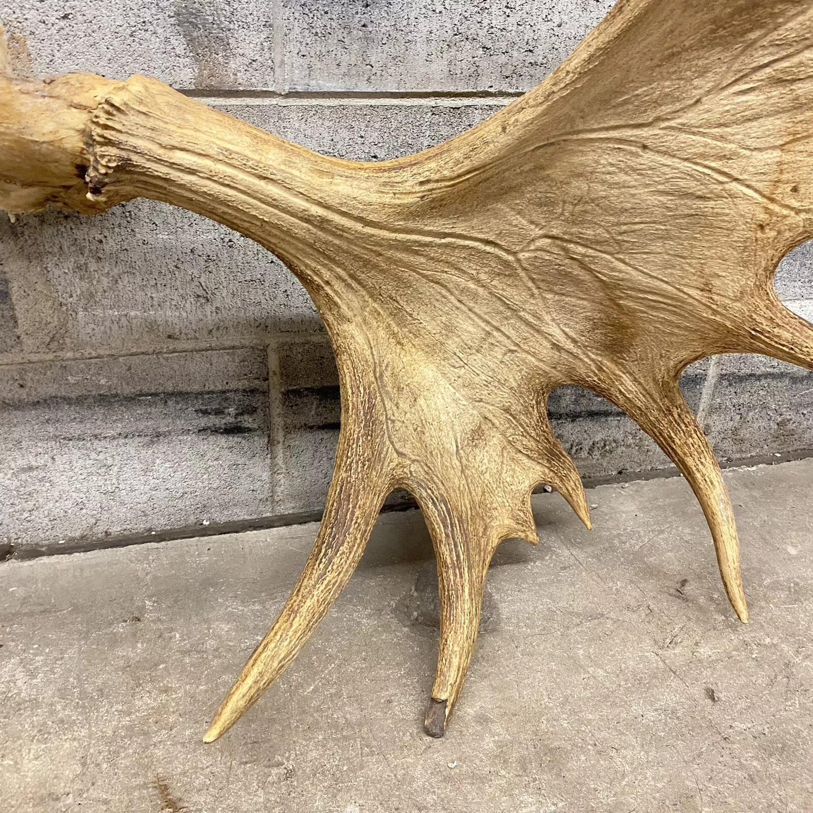 Decoración de Pared Taxidermia Cráneo de Alce Canadiense Grande Vintage siglo XX en venta