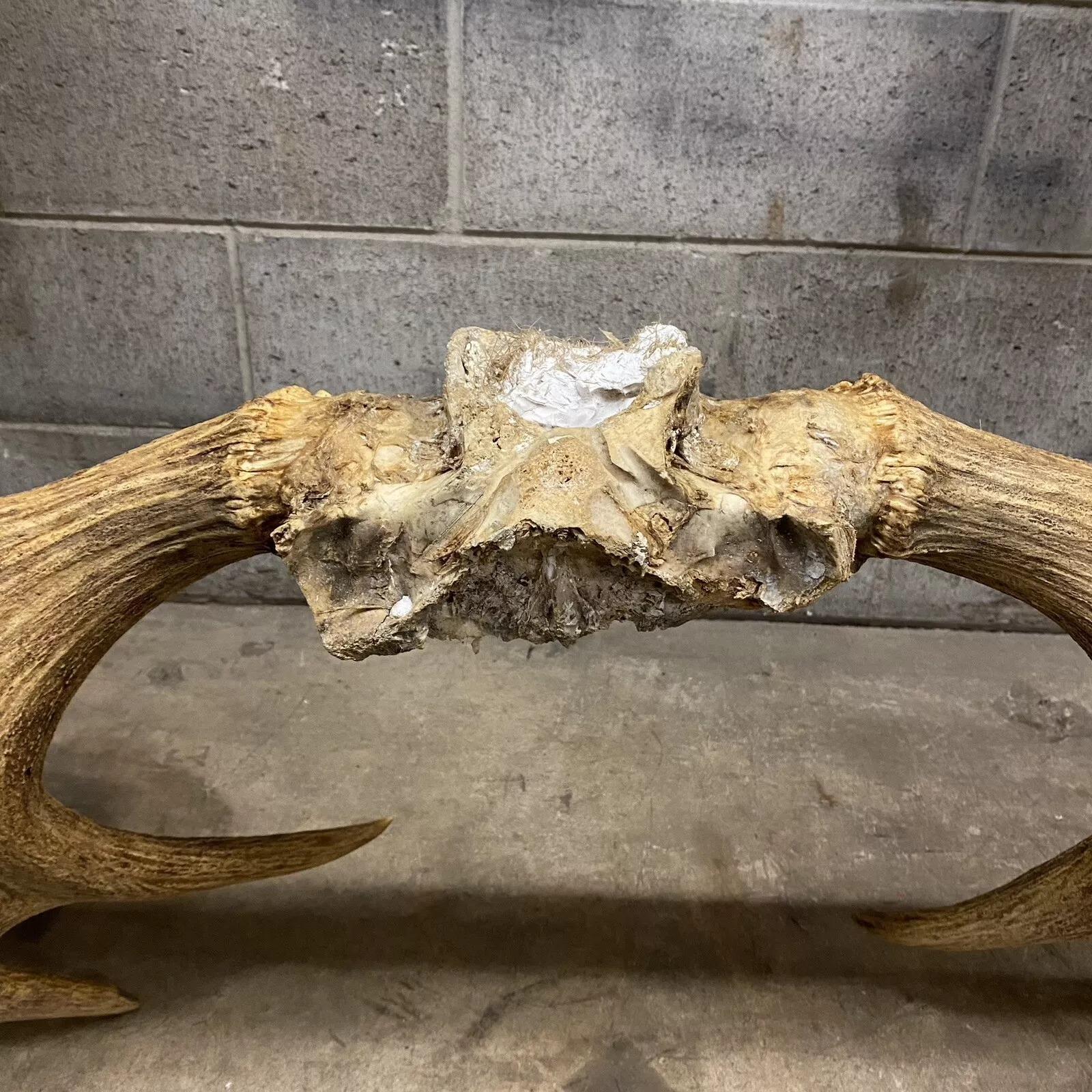 Decoración de Pared Taxidermia Cráneo de Alce Canadiense Grande Vintage Cuerno en venta