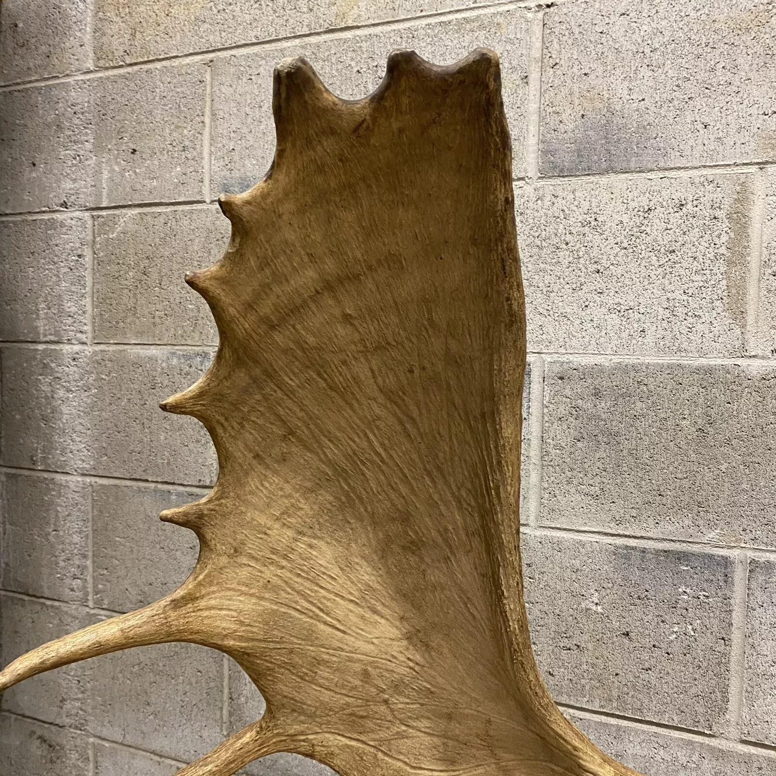 Decoración de Pared Taxidermia Cráneo de Alce Canadiense Grande Vintage en venta 2