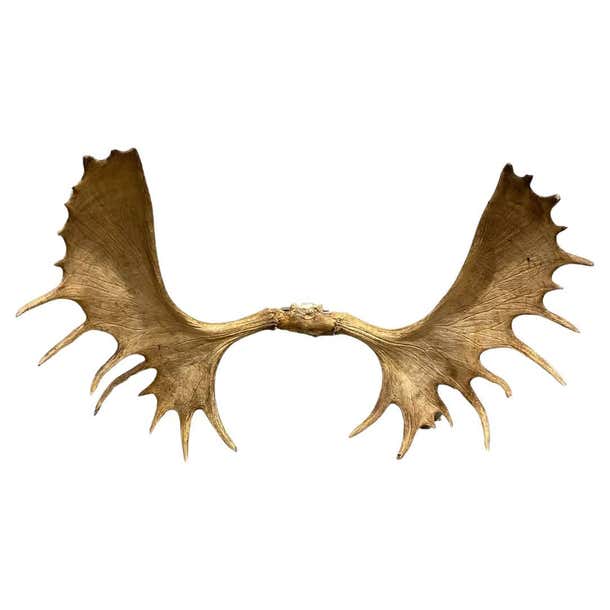 Vintage Large Canadian Moose Rack Shed Antlers Skull Taxidermy Wall ...