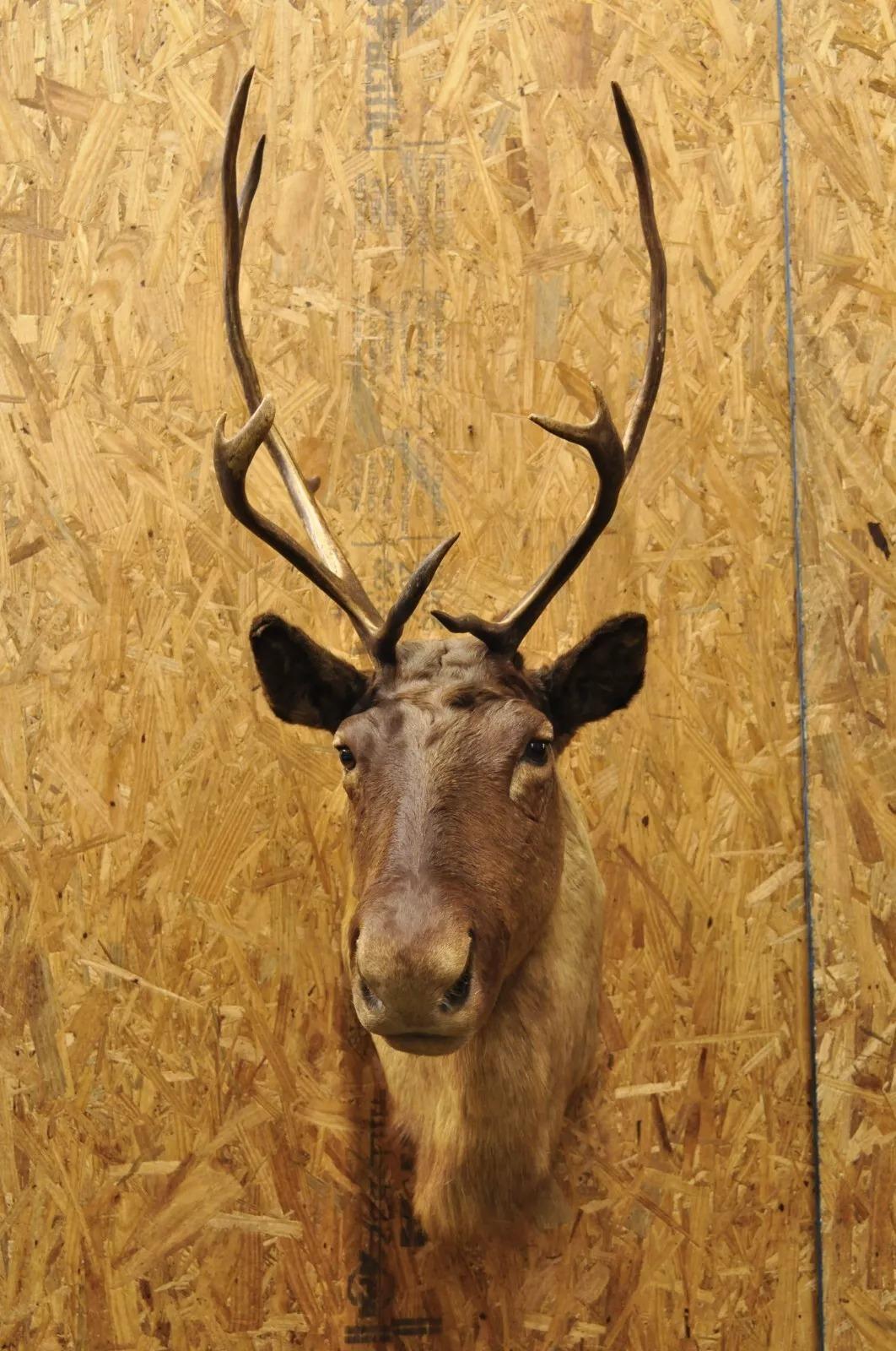 Große Caribou Hirsch Reindeer Schultermontierte Wand Taxidermie Cabin Decor, Vintage im Angebot 5
