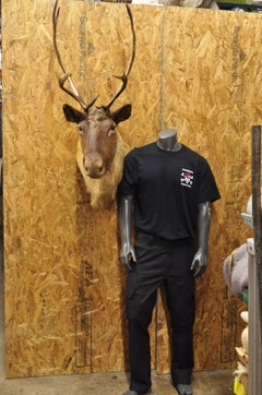 Vintage Large Caribou Deer Reindeer Shoulder Mount Wall Taxidermy Cabin Decor