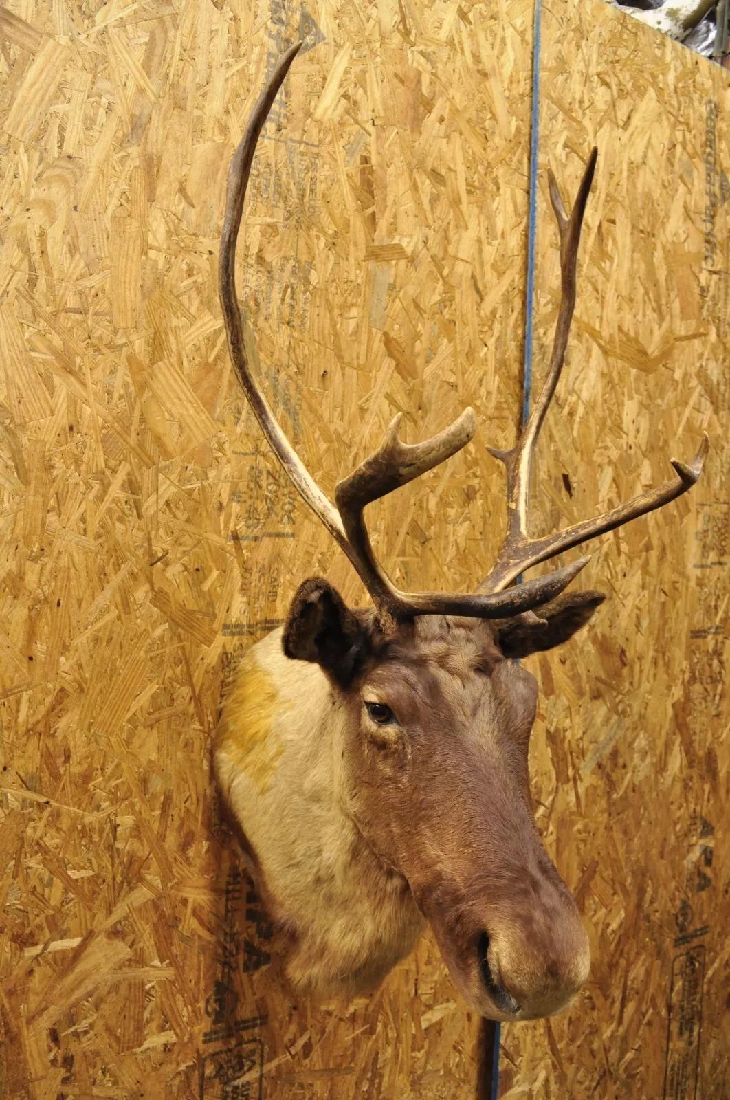 Große Caribou Hirsch Reindeer Schultermontierte Wand Taxidermie Cabin Decor, Vintage (Rustikal) im Angebot