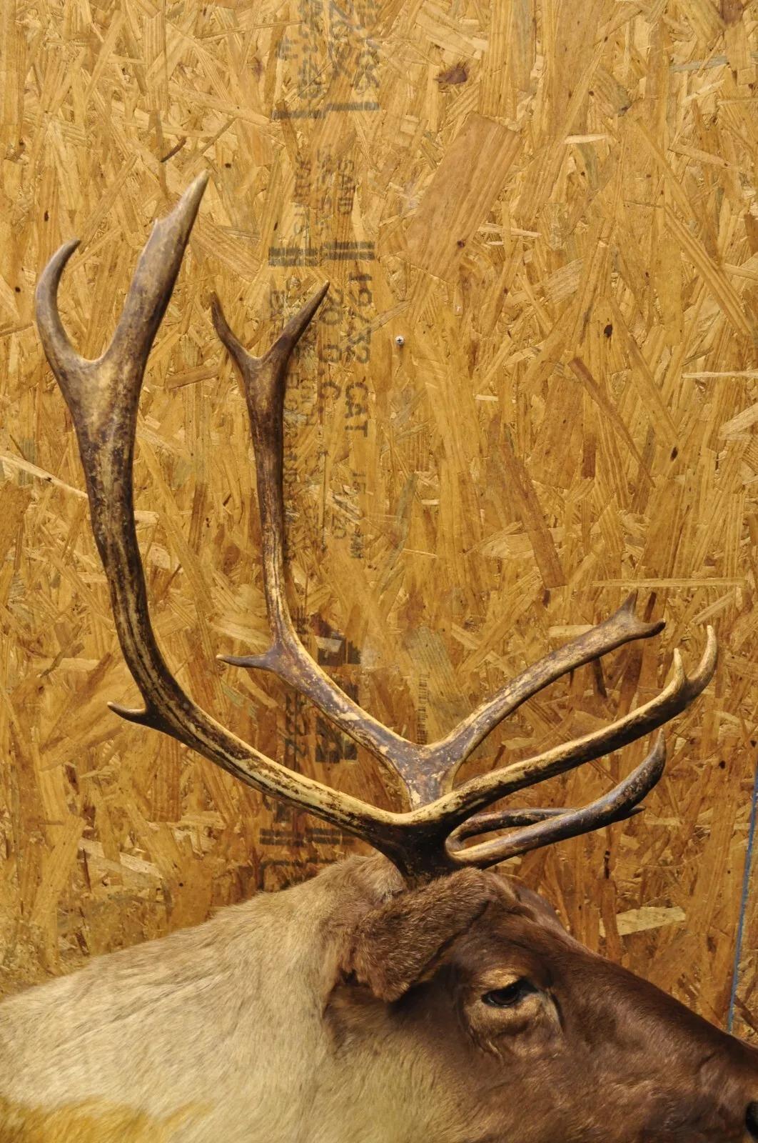Große Caribou Hirsch Reindeer Schultermontierte Wand Taxidermie Cabin Decor, Vintage im Zustand „Gut“ im Angebot in Philadelphia, PA
