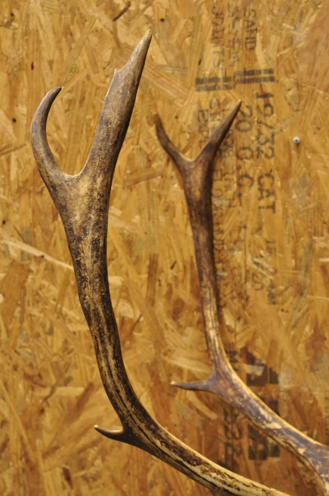 Große Caribou Hirsch Reindeer Schultermontierte Wand Taxidermie Cabin Decor, Vintage (20. Jahrhundert) im Angebot