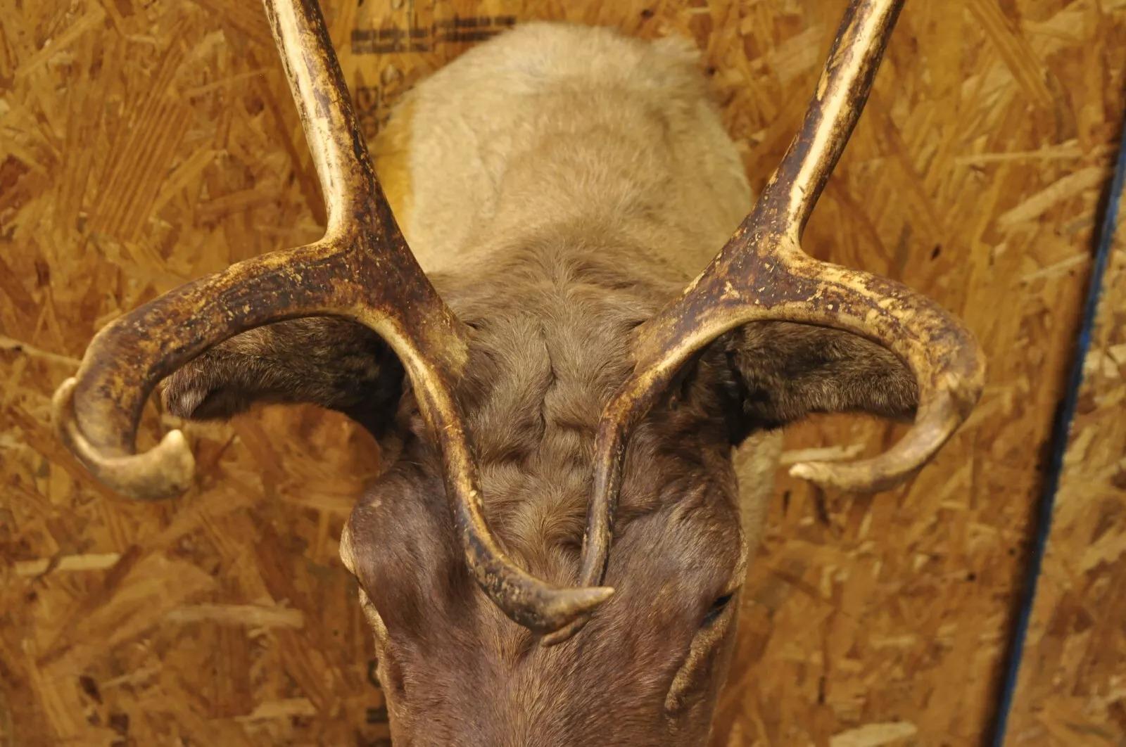 Große Caribou Hirsch Reindeer Schultermontierte Wand Taxidermie Cabin Decor, Vintage (Horn) im Angebot