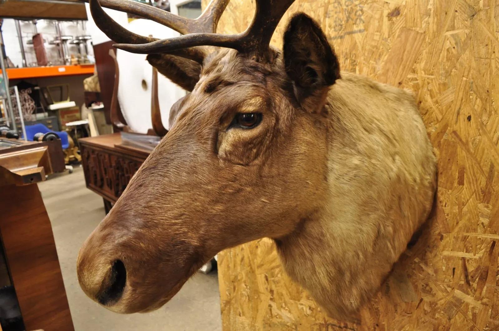 Große Caribou Hirsch Reindeer Schultermontierte Wand Taxidermie Cabin Decor, Vintage im Angebot 1