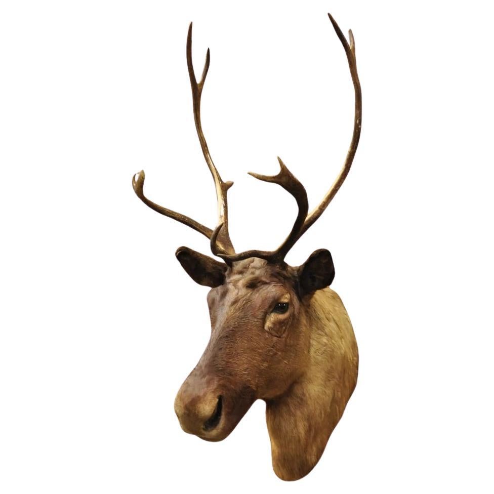 Vintage Gran Caribú Ciervo Reno Montaje en el Hombro Taxidermia de Pared Decoración de Cabaña