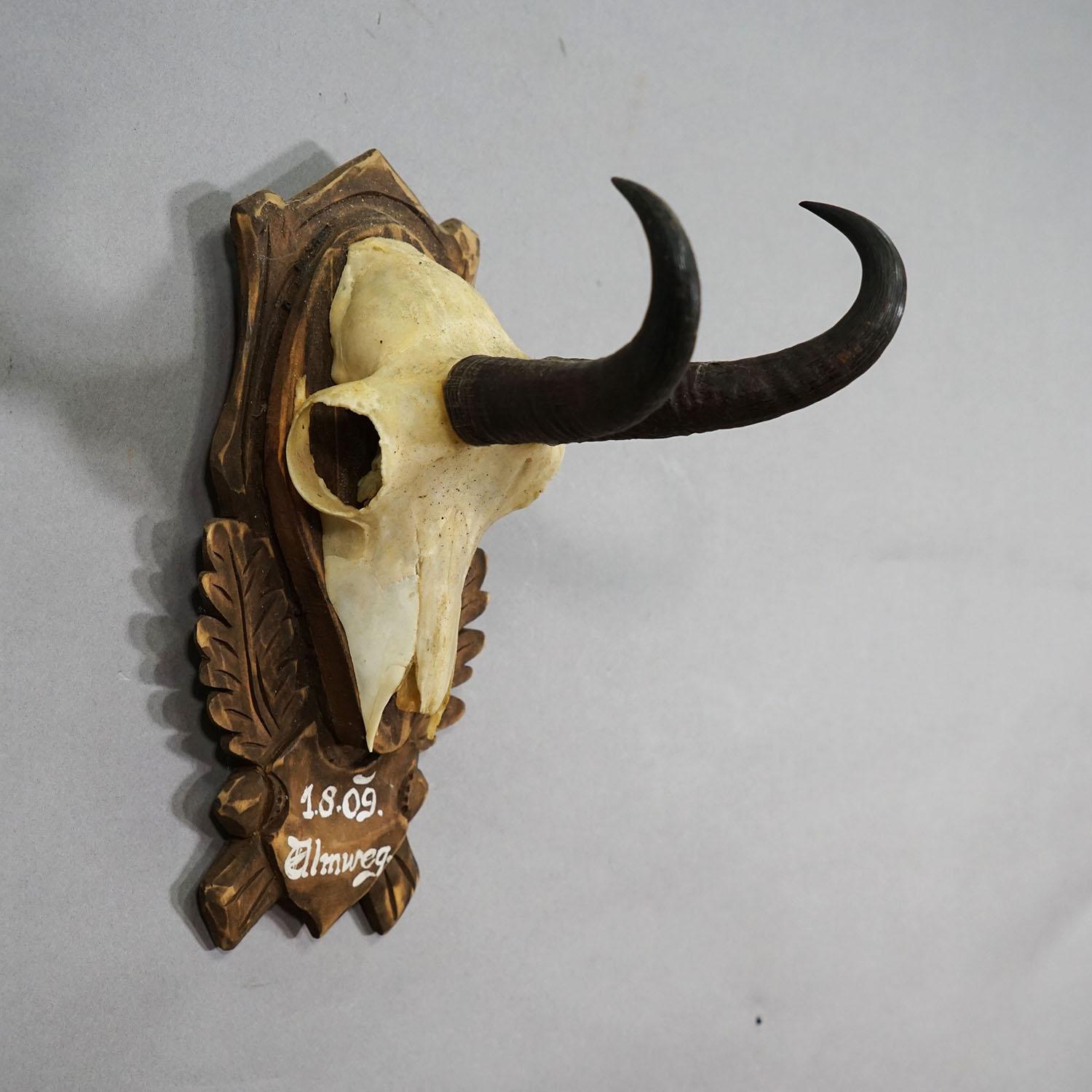 Vintage Large Chamois Trophy auf geschnitzter Plakette, Österreich

Eine alte Trophäe der Gämse (Rupicapra rupicapra) auf einer geschnitzten Holztafel mit handschriftlicher Inschrift. Die Trophäe wurde im österreichischen Voralpenland gedreht. Guter