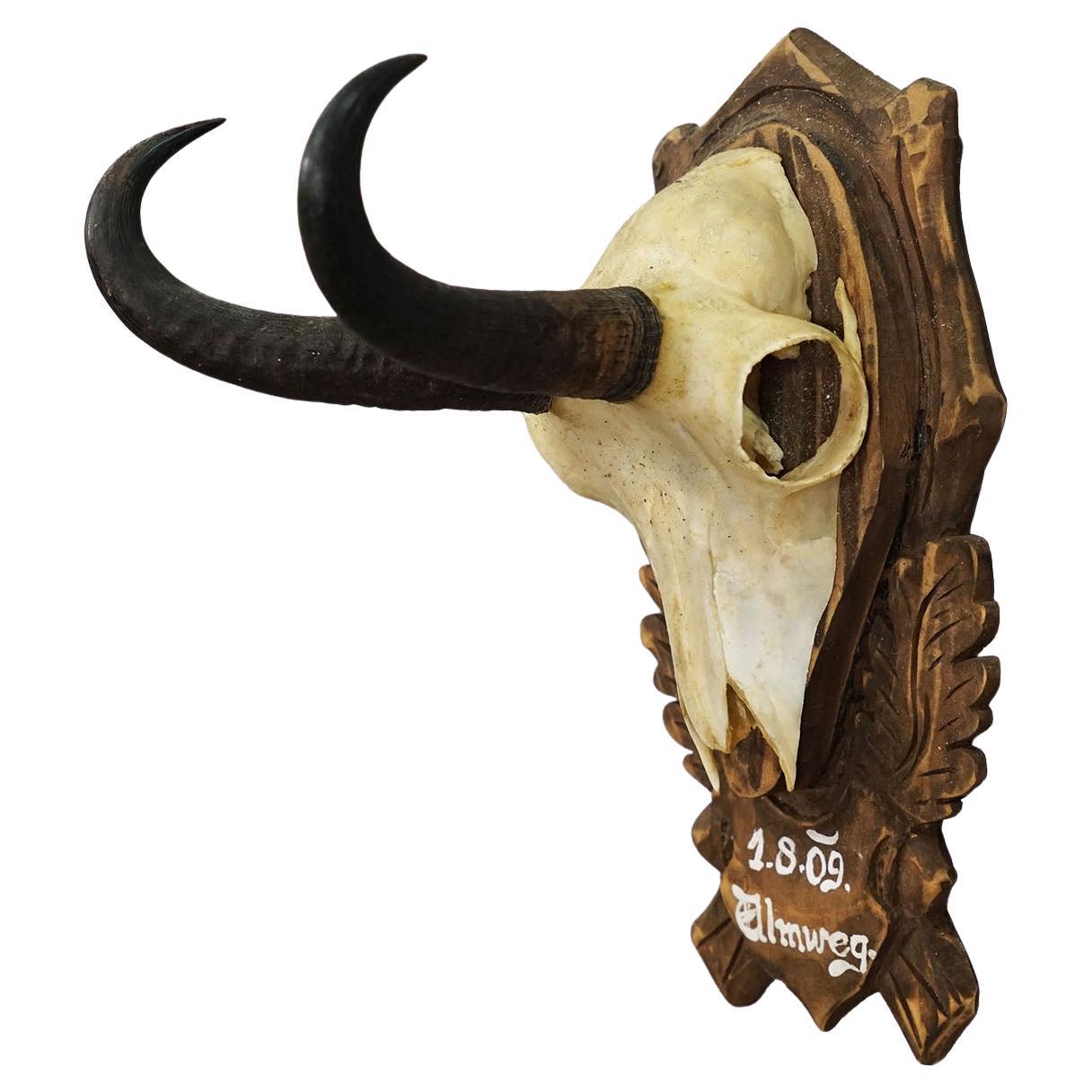 Vintage Large Chamois Trophy on Carved Plaque, Austria