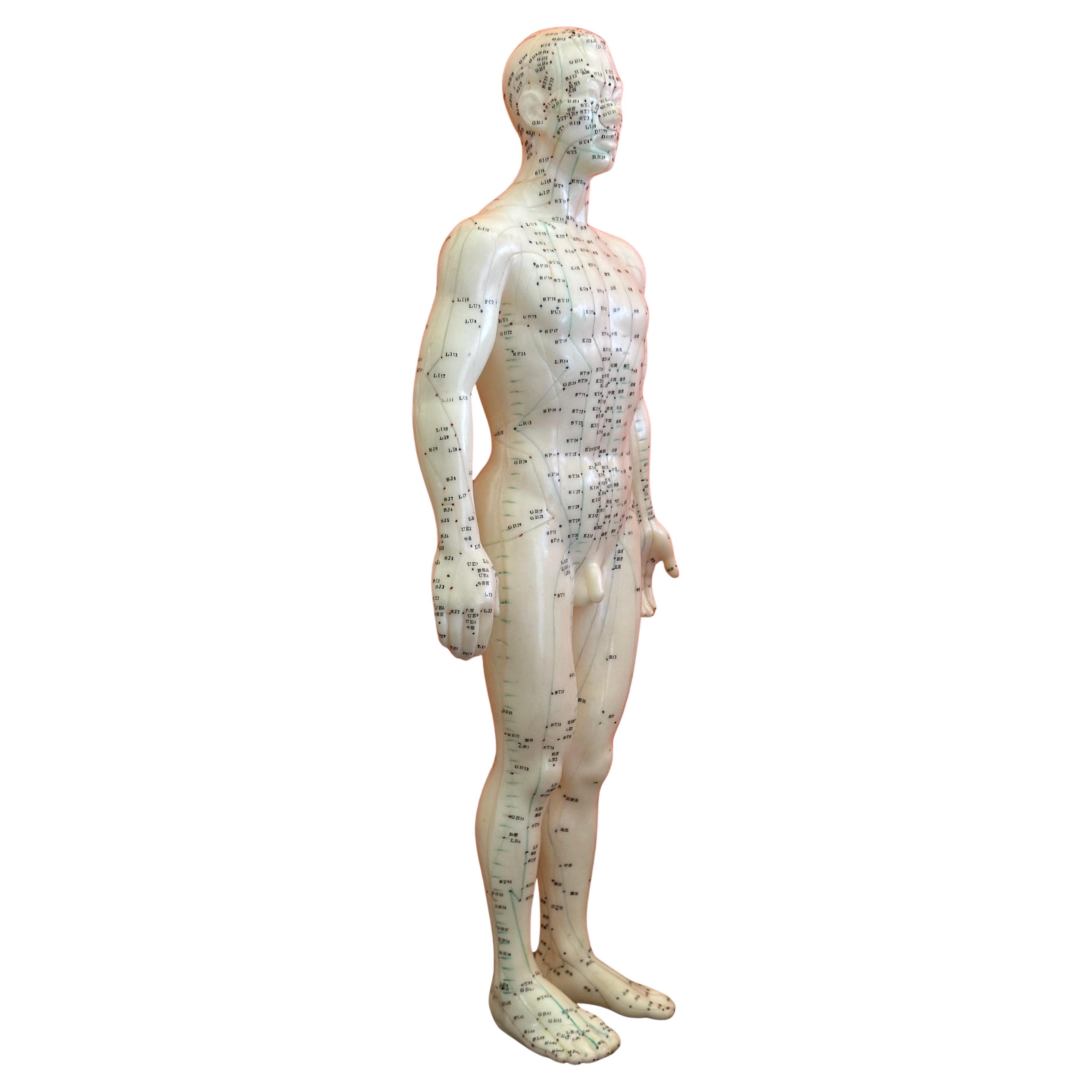 Statua / bambola cinese di agopuntura di grandi dimensioni, circa anni '70.  Il pezzo è in buone condizioni vintage e mostra i vari punti di pressione e meridiani del corpo umano; misura 7 