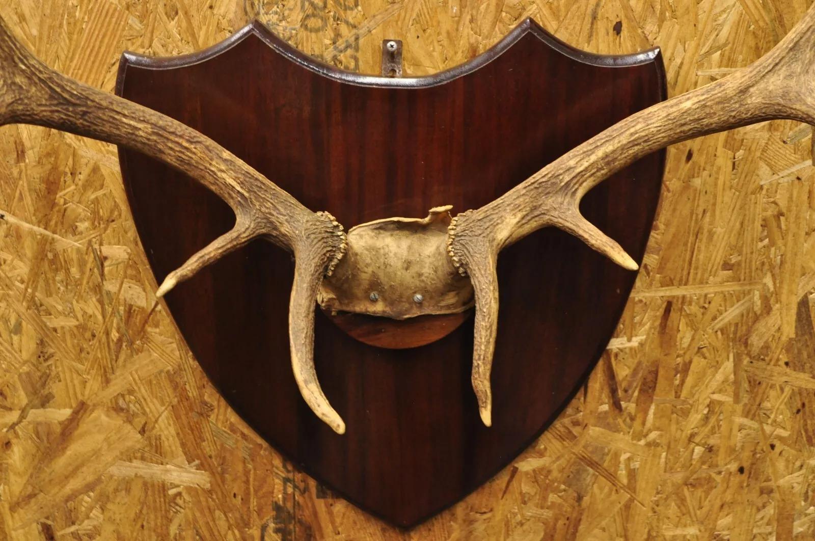 Vintage Large Deer Horn Elk Antlers Rack Skull Mount on Wooden Wall Plaque 1