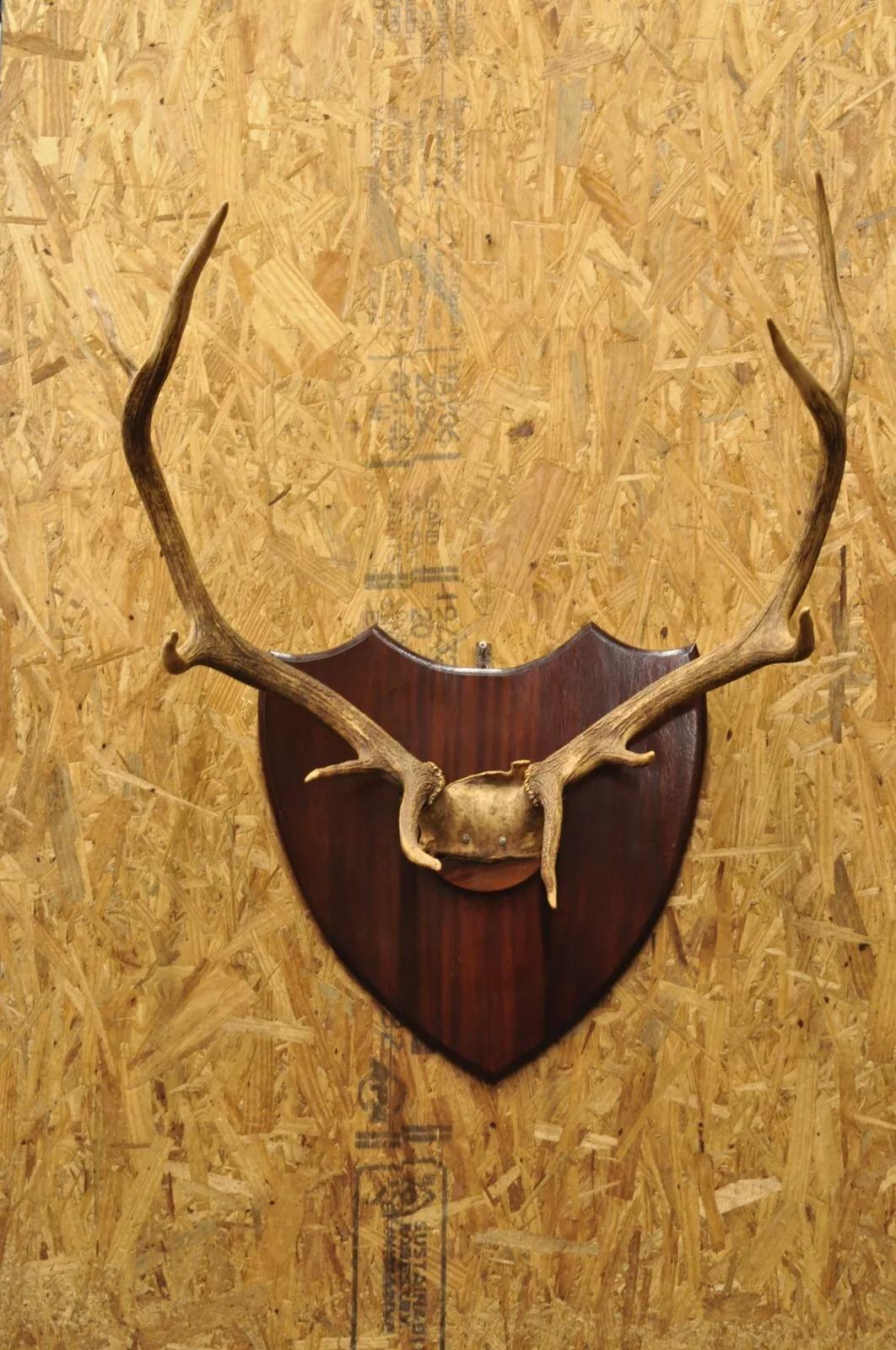 Vintage Large Deer Horn Elk Antlers Rack Skull Mount on Wooden Wall Plaque 2