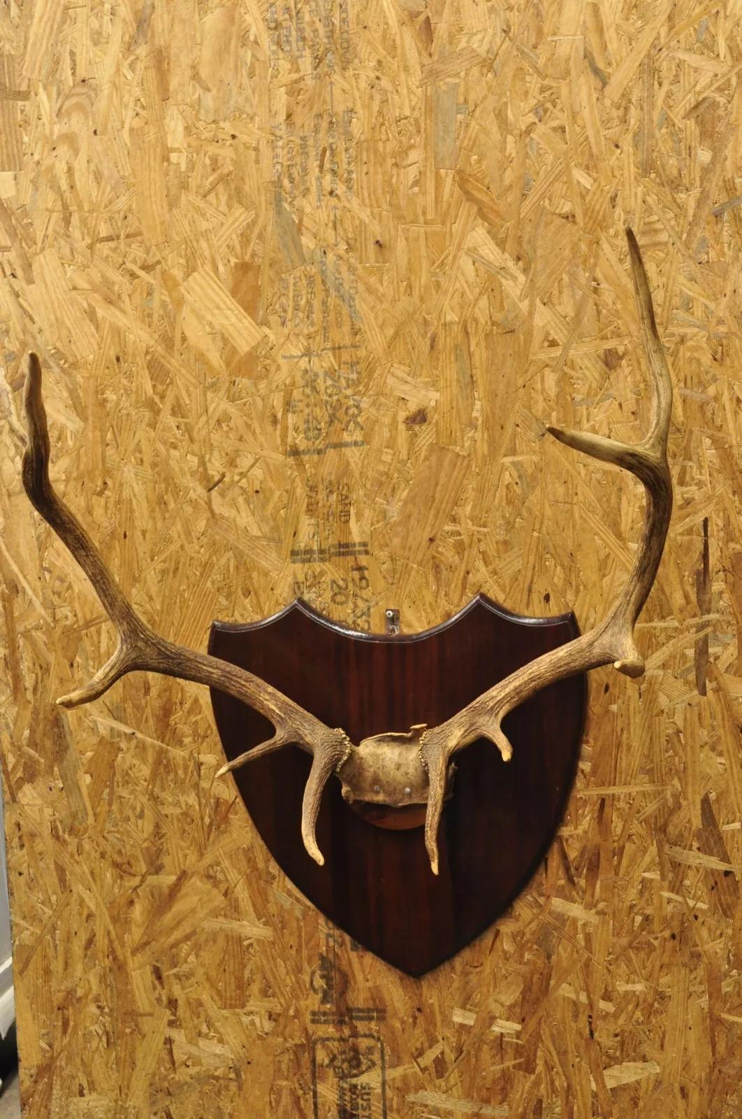 Vintage Large Deer Horn Elk Antlers Rack Skull Mount on Wooden Wall Plaque . Circa Late 20th Century. Measurements (Overall): 39