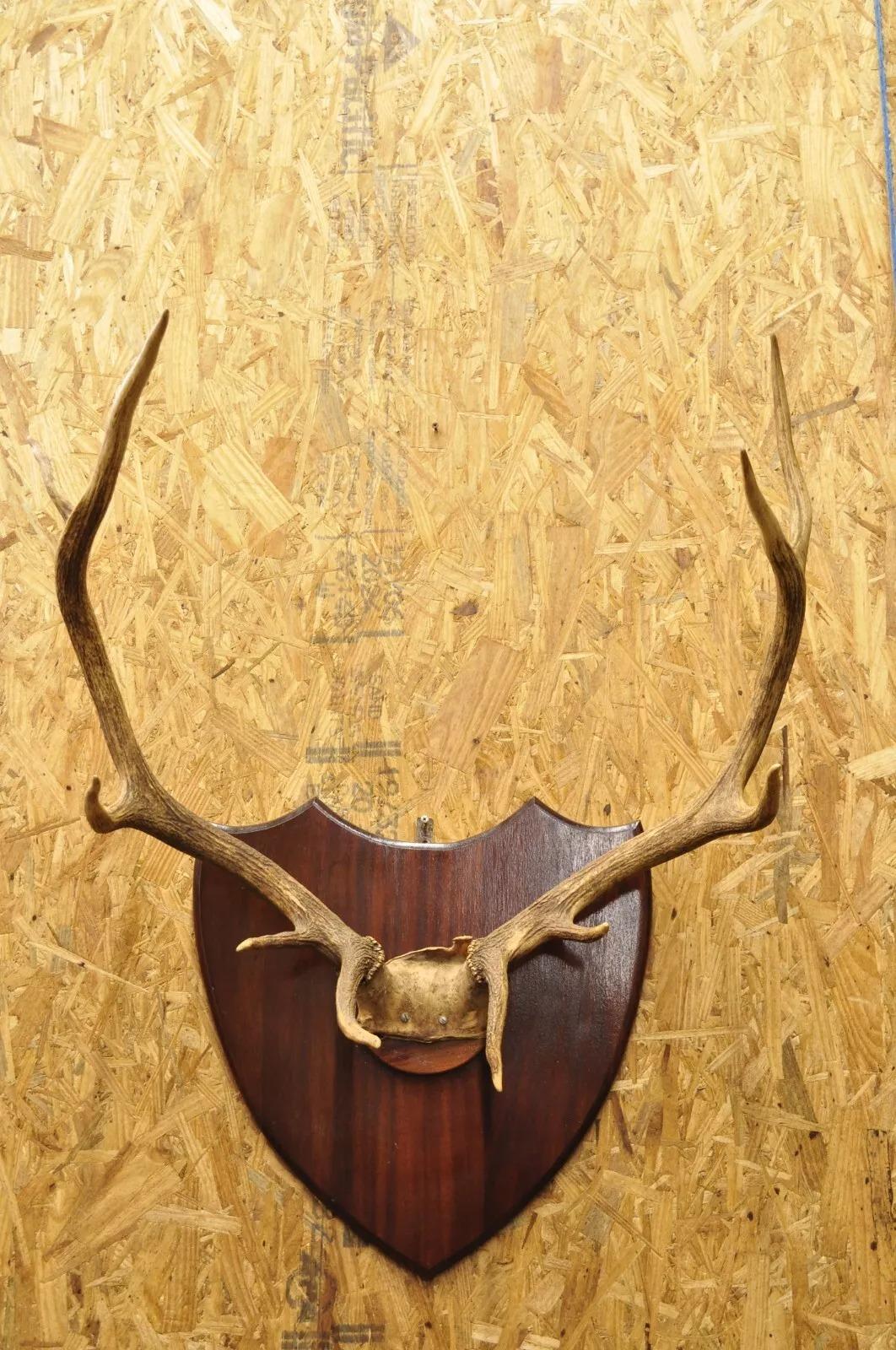 measuring elk antlers