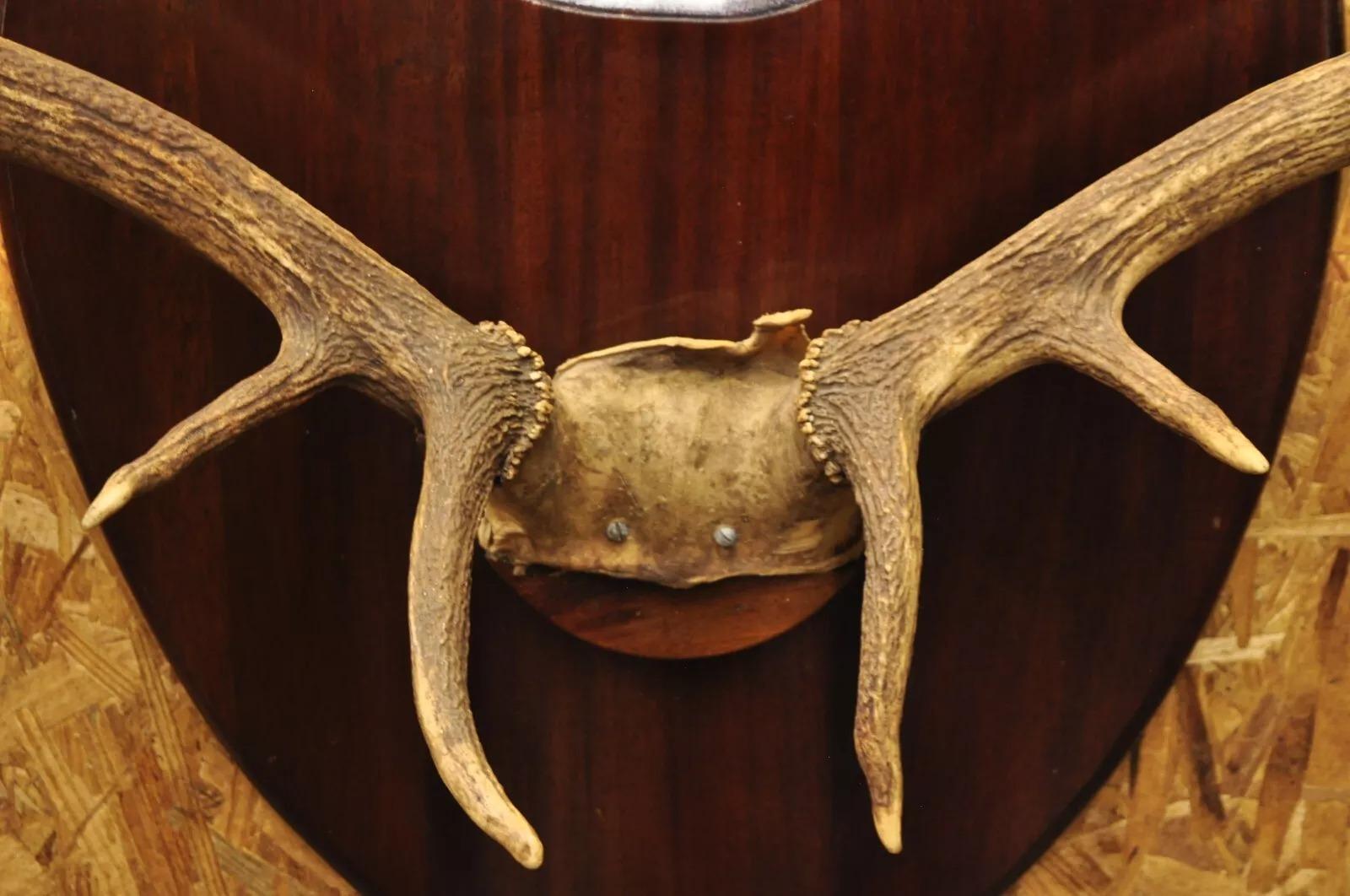 elk antler skull mount
