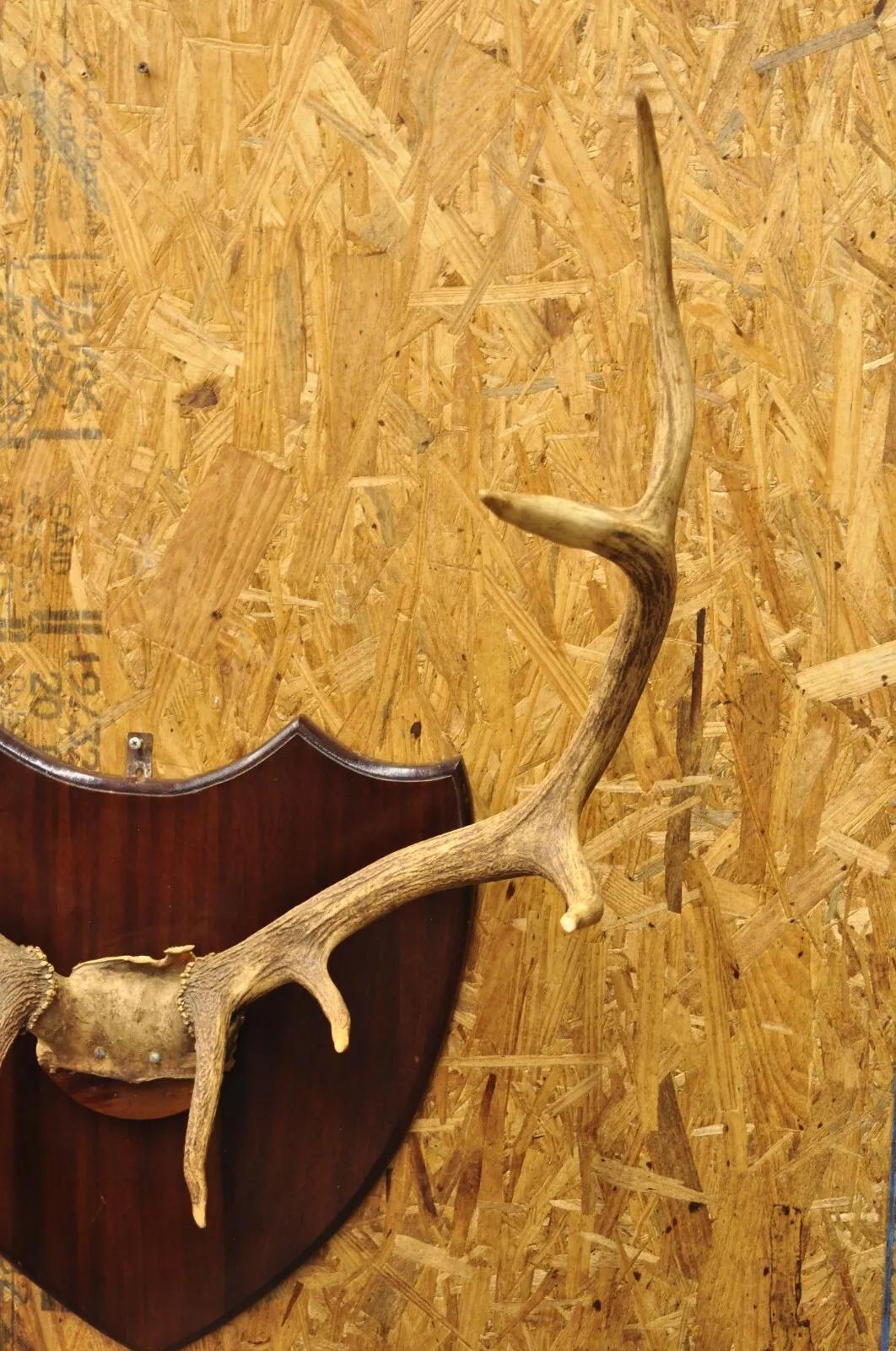 elk horn mount