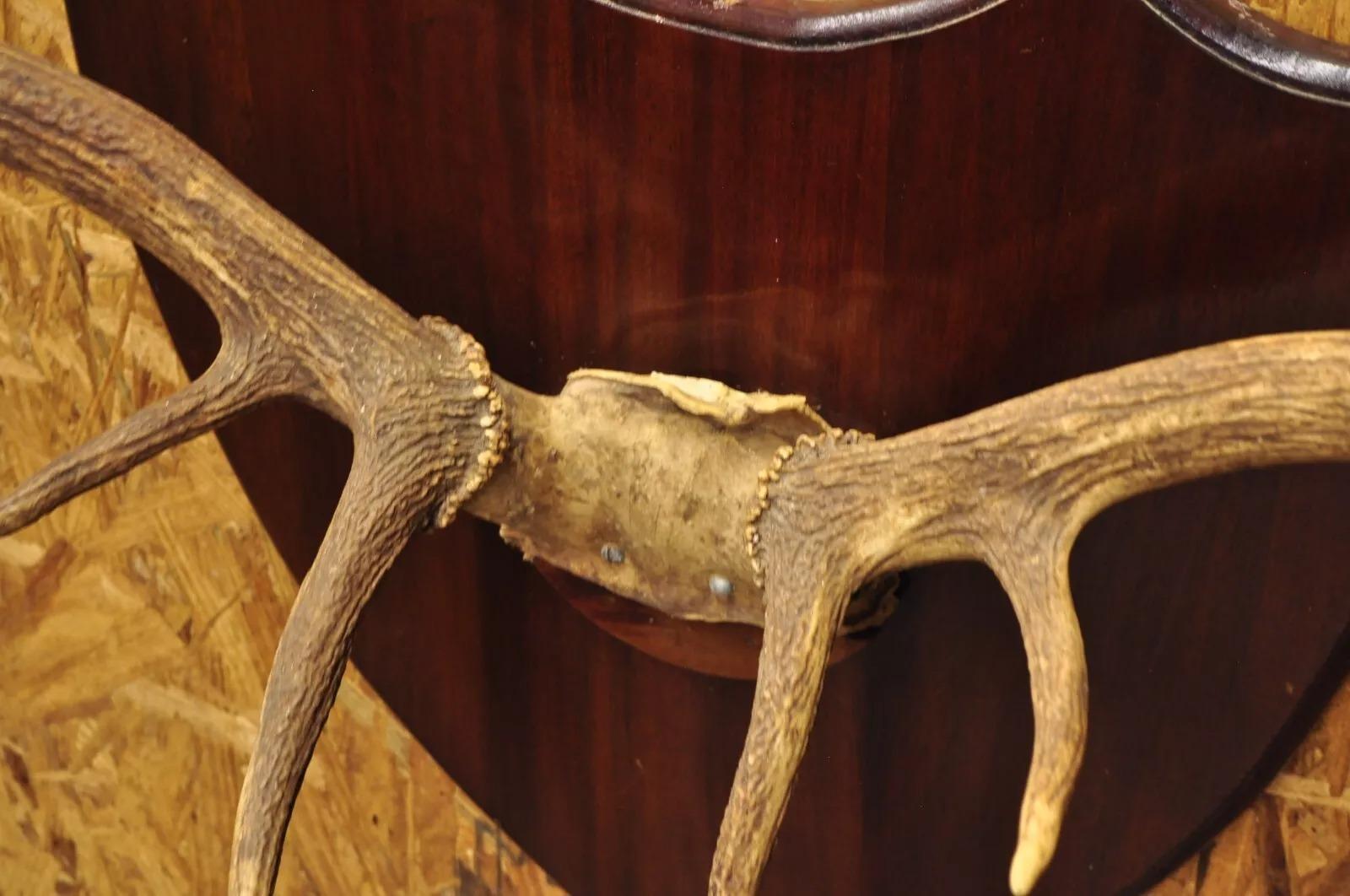 Unknown Vintage Large Deer Horn Elk Antlers Rack Skull Mount on Wooden Wall Plaque