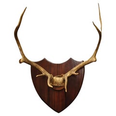 Vintage Large Deer Horn Elk Antlers Rack Skull Mount on Wooden Wall Plaque