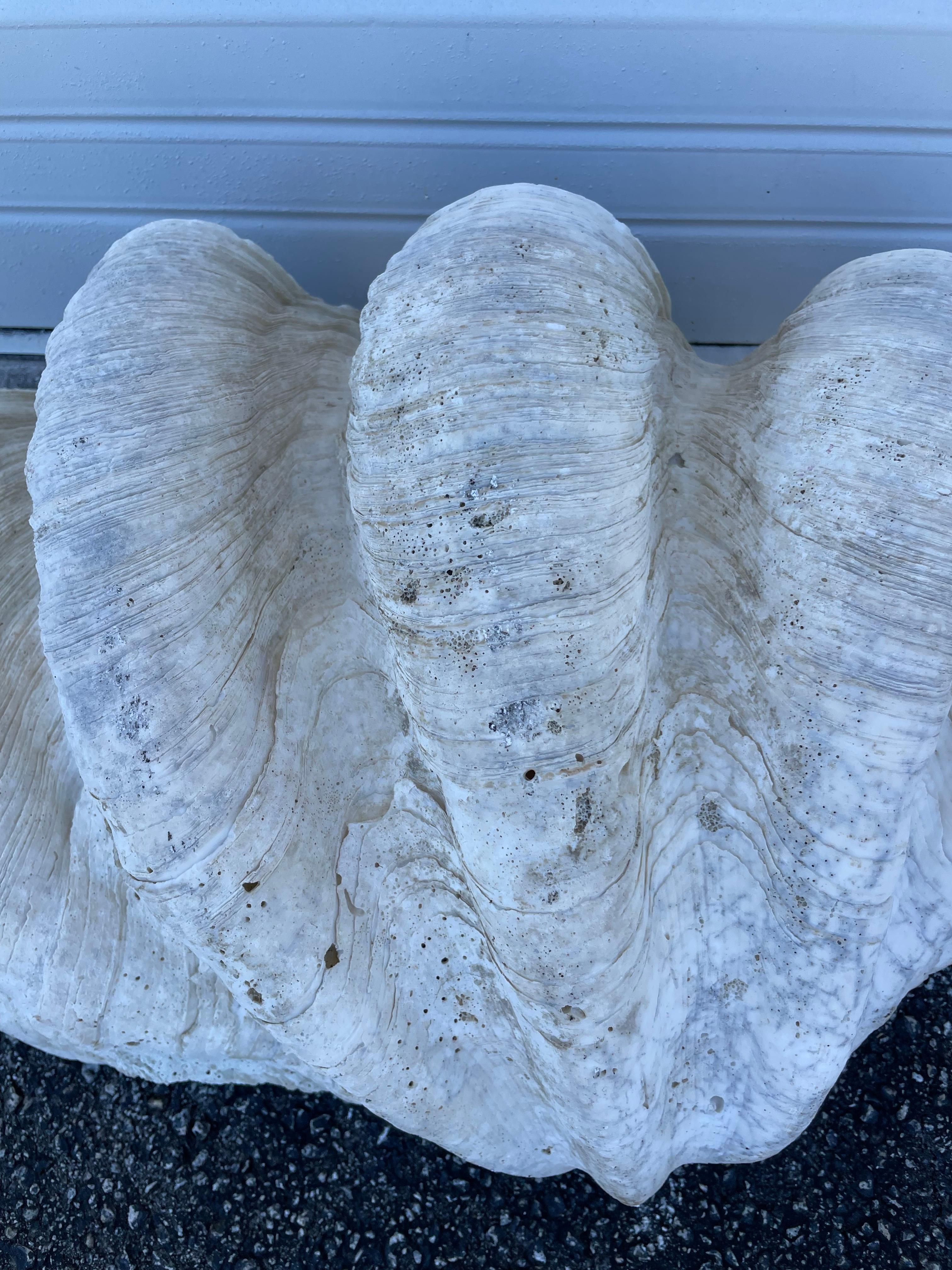 Vintage Large & Impressive Authentic Clam Shell For Sale 5