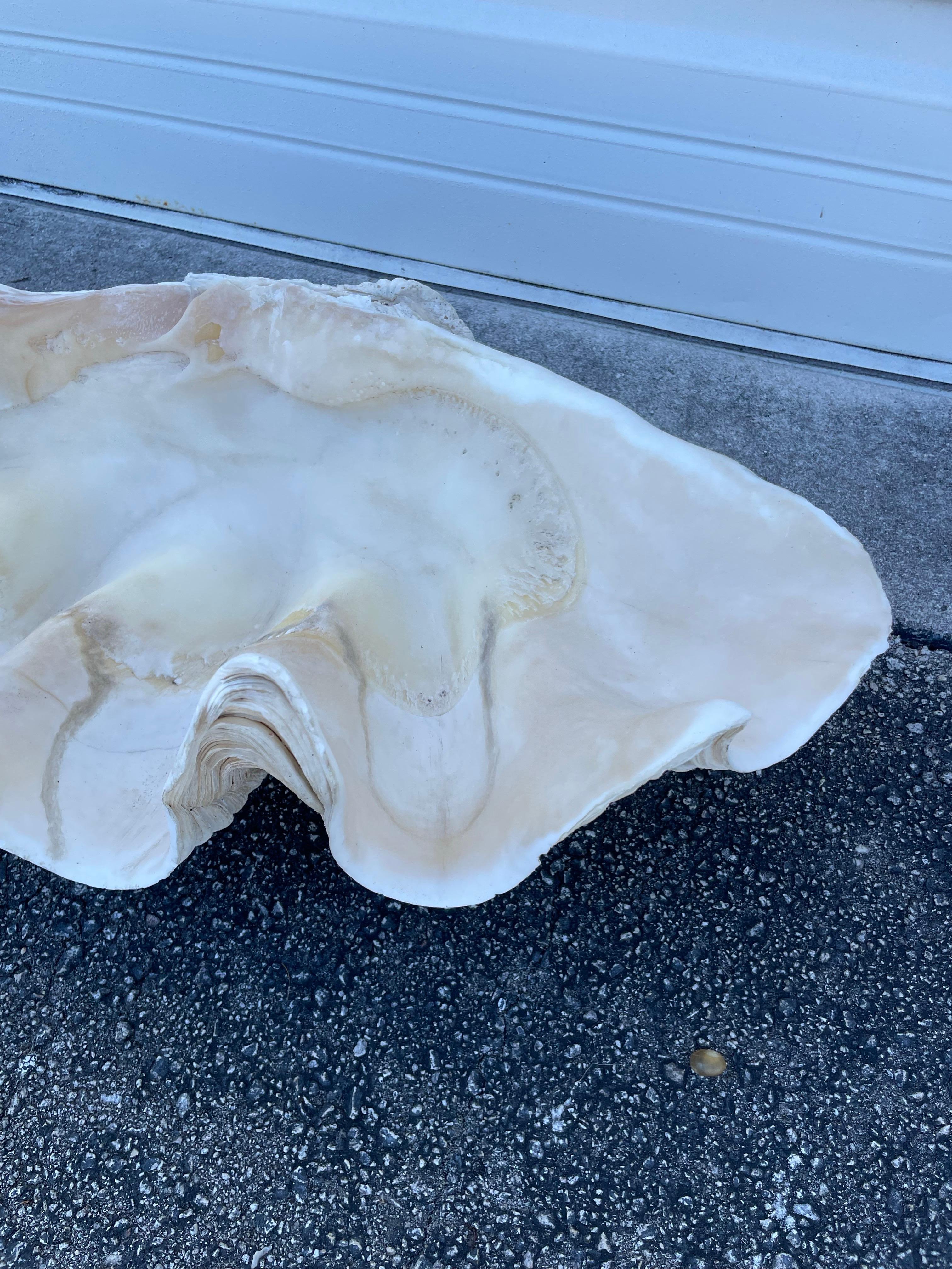 Vintage Large & Impressive Authentic Clam Shell For Sale 6
