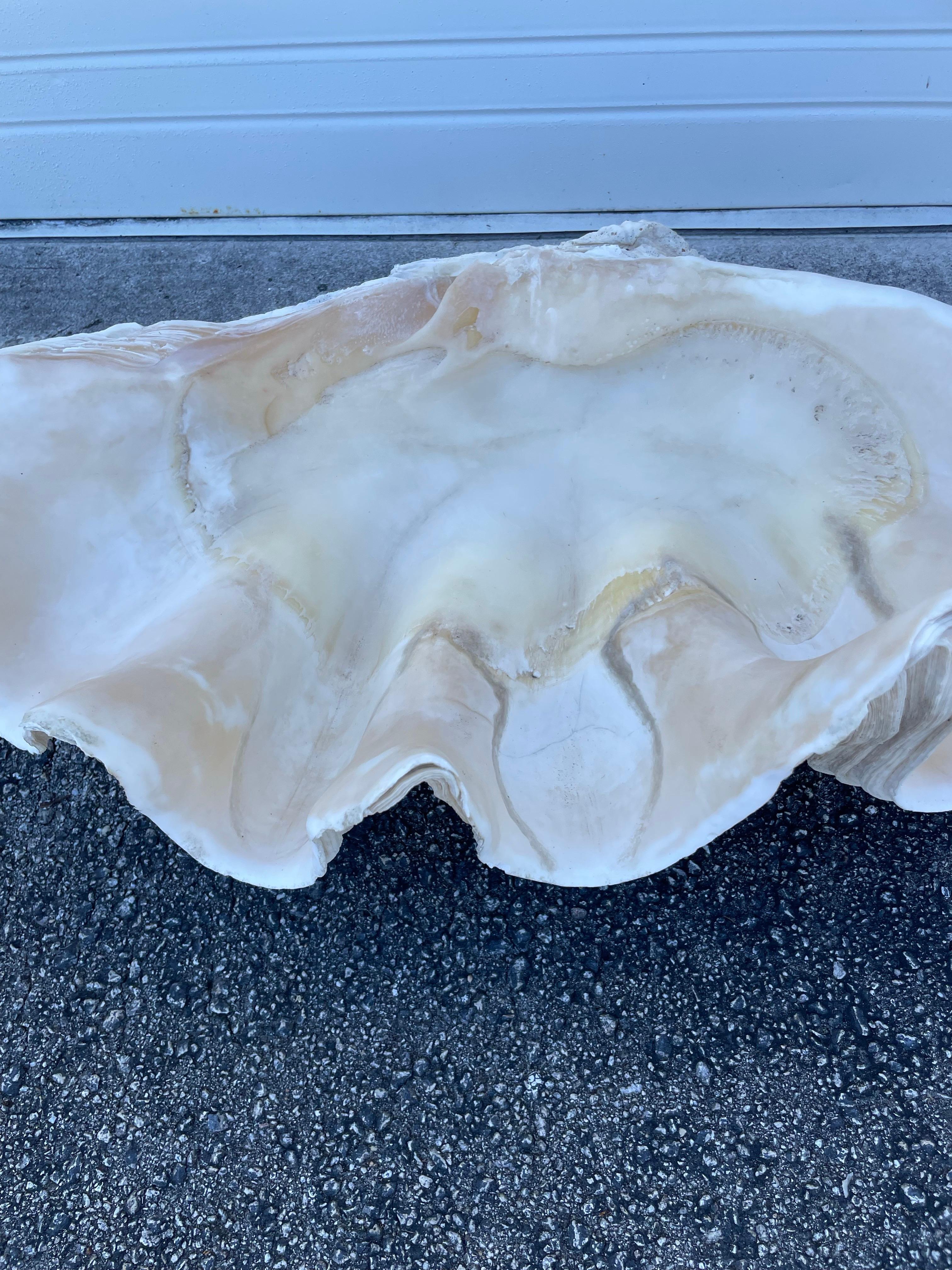 Vintage Large & Impressive Authentic Clam Shell For Sale 7