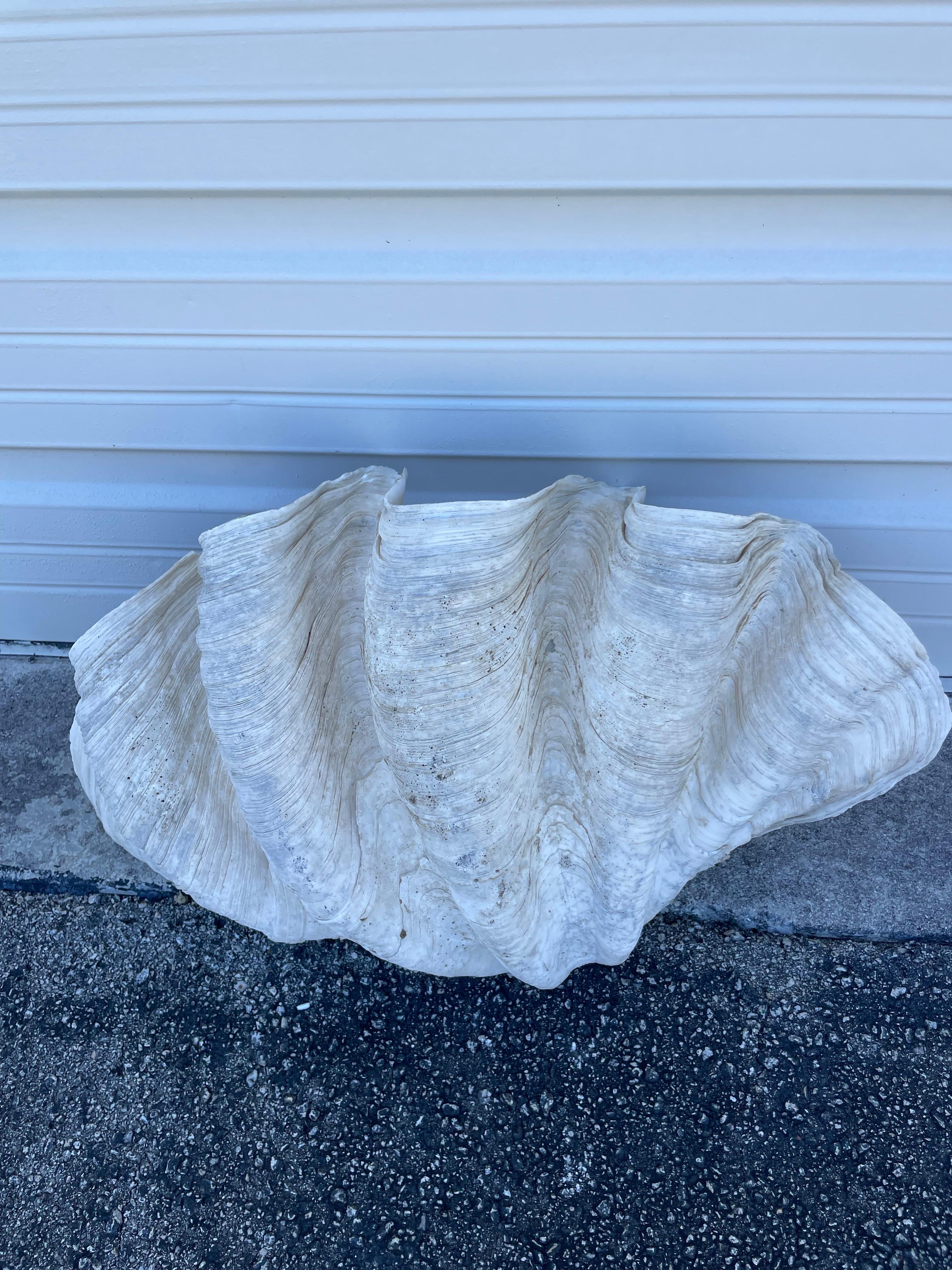 Philippine Vintage Large & Impressive Authentic Clam Shell For Sale