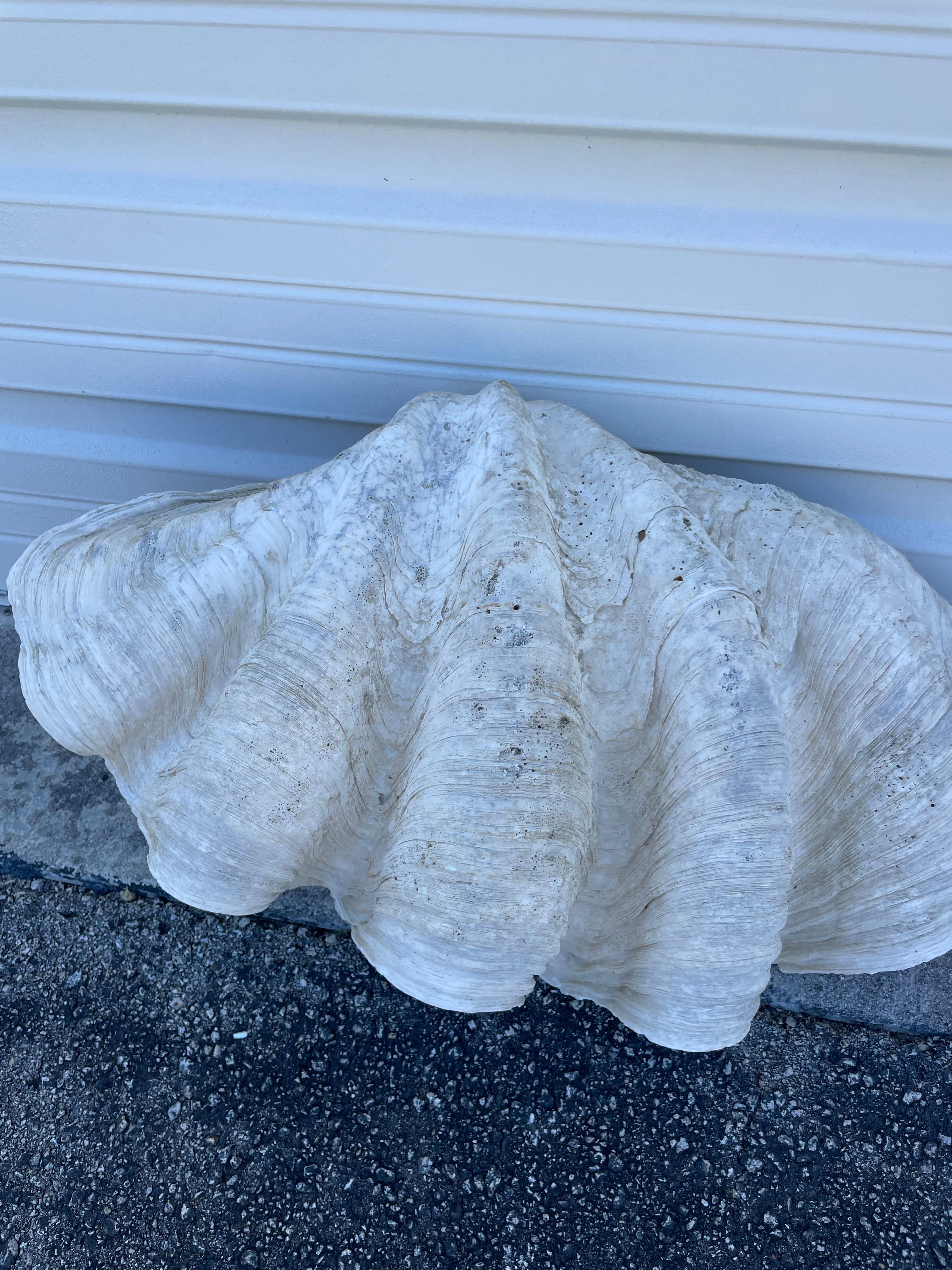 Vintage Large & Impressive Authentic Clam Shell In Good Condition For Sale In West Palm Beach, FL