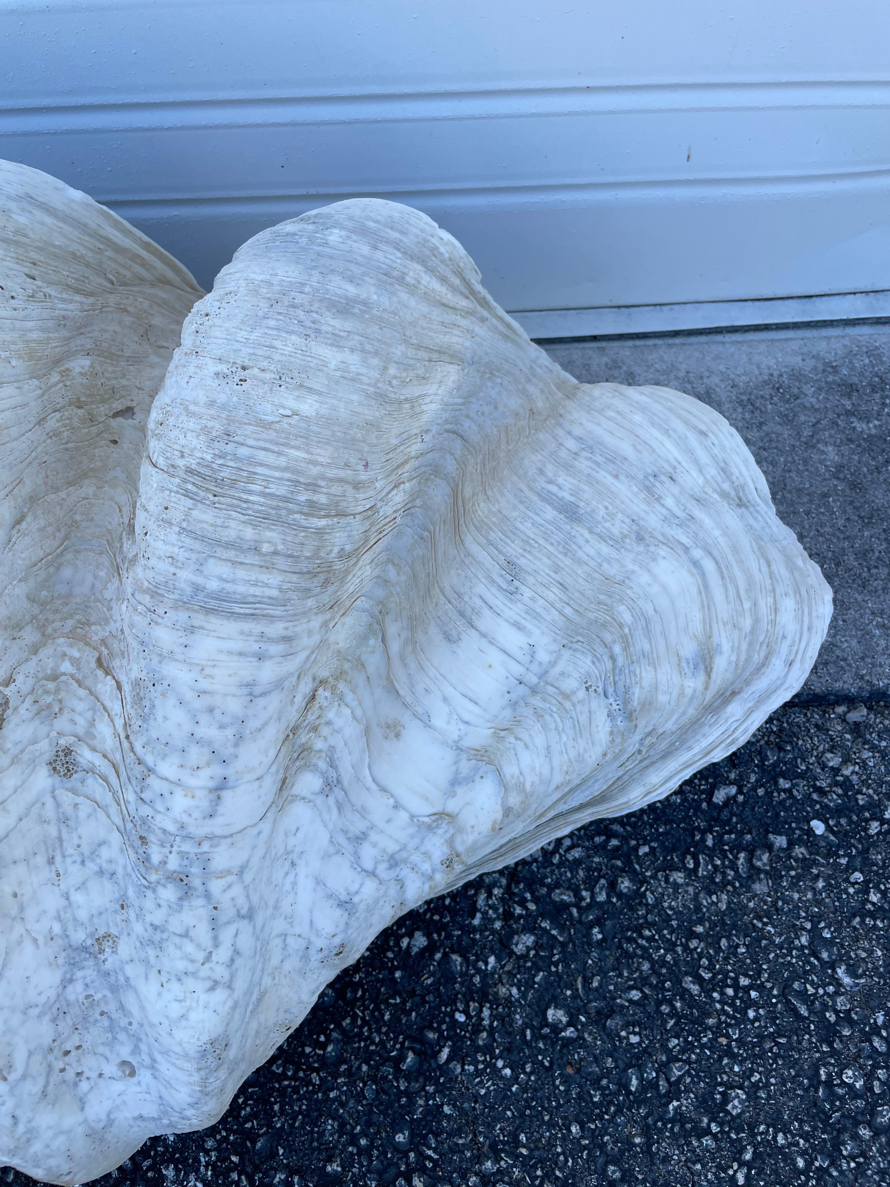 20th Century Vintage Large & Impressive Authentic Clam Shell For Sale