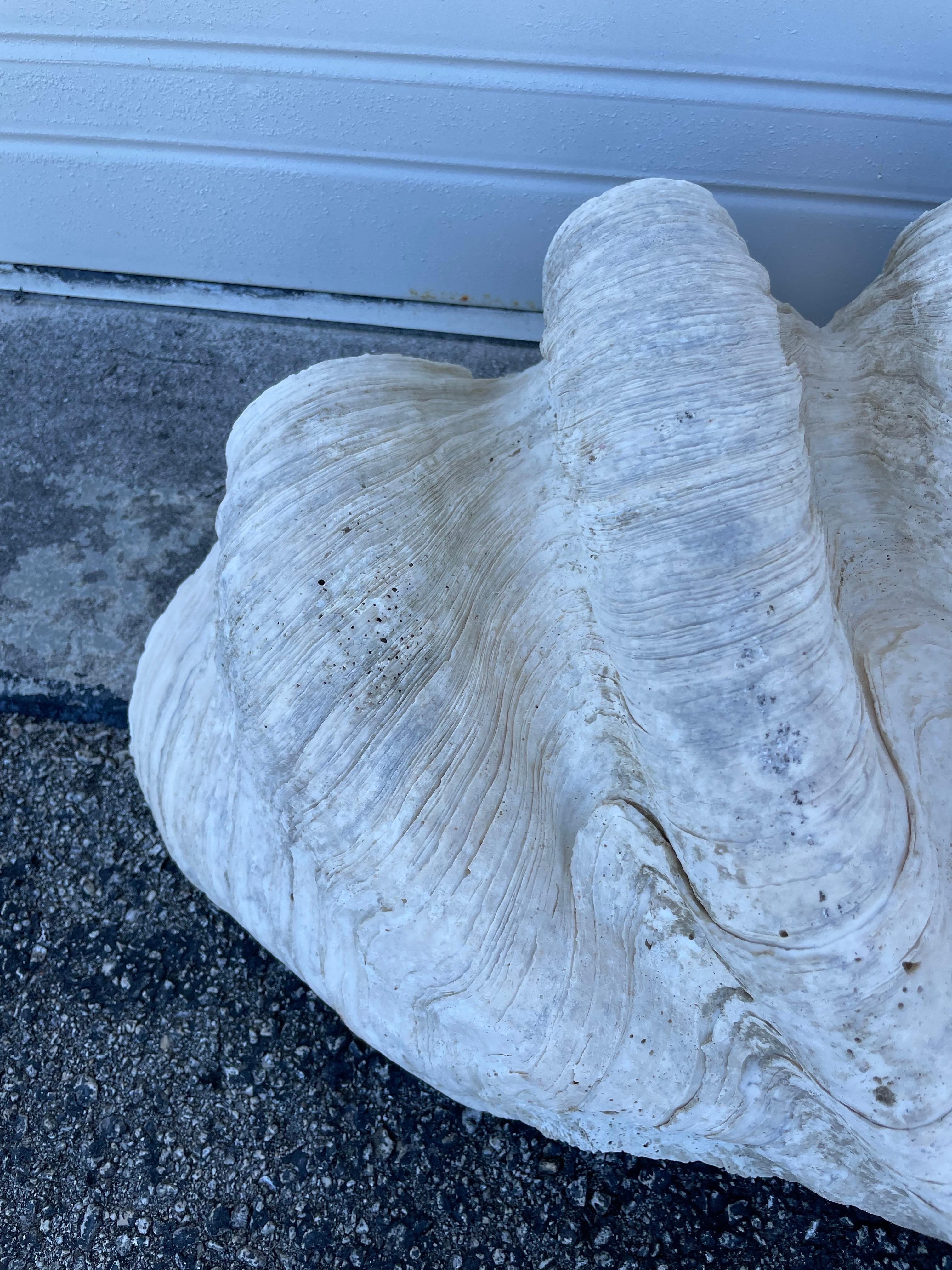 Vintage Large & Impressive Authentic Clam Shell For Sale 1