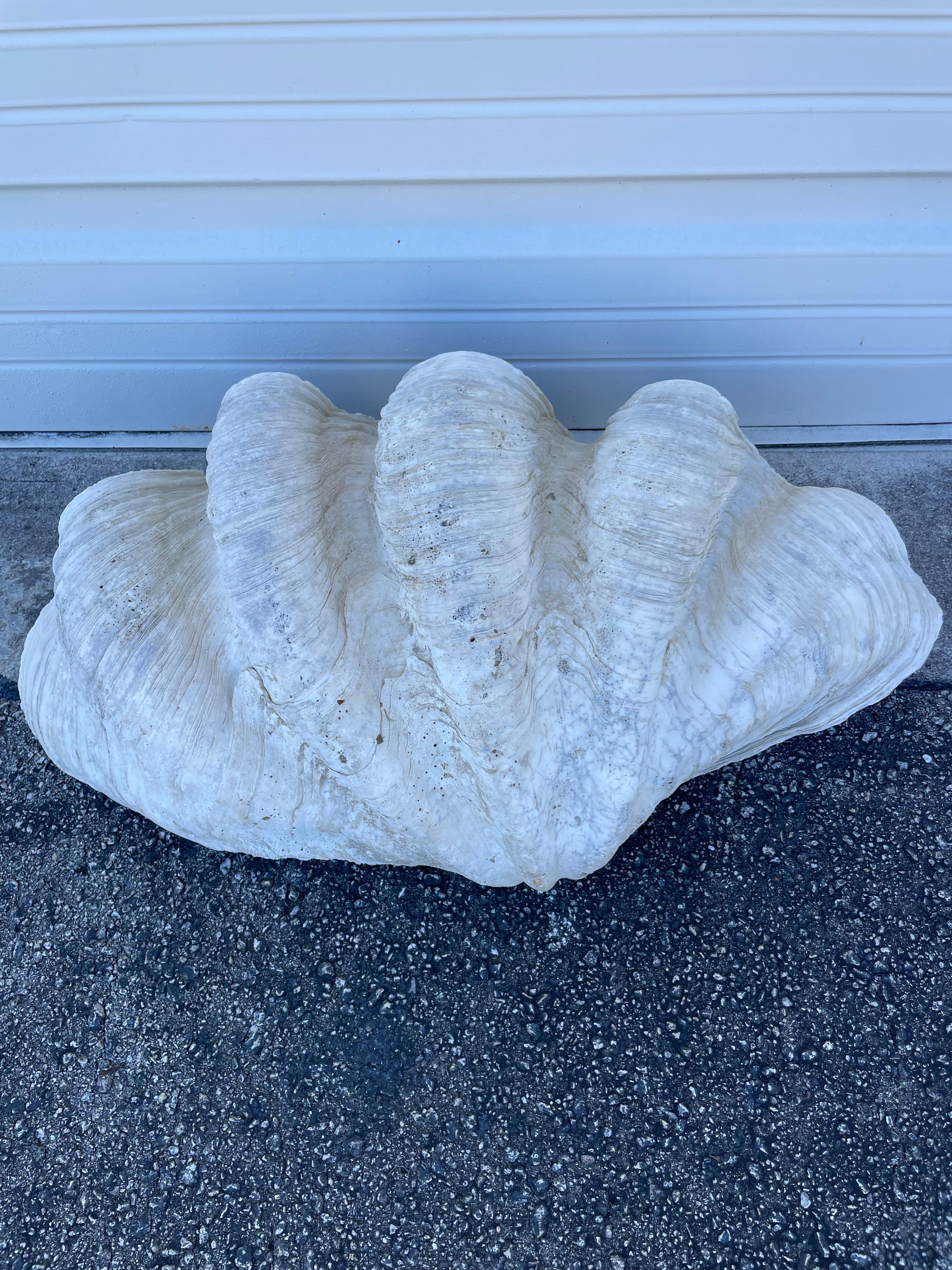 Vintage Large & Impressive Authentic Clam Shell For Sale 2