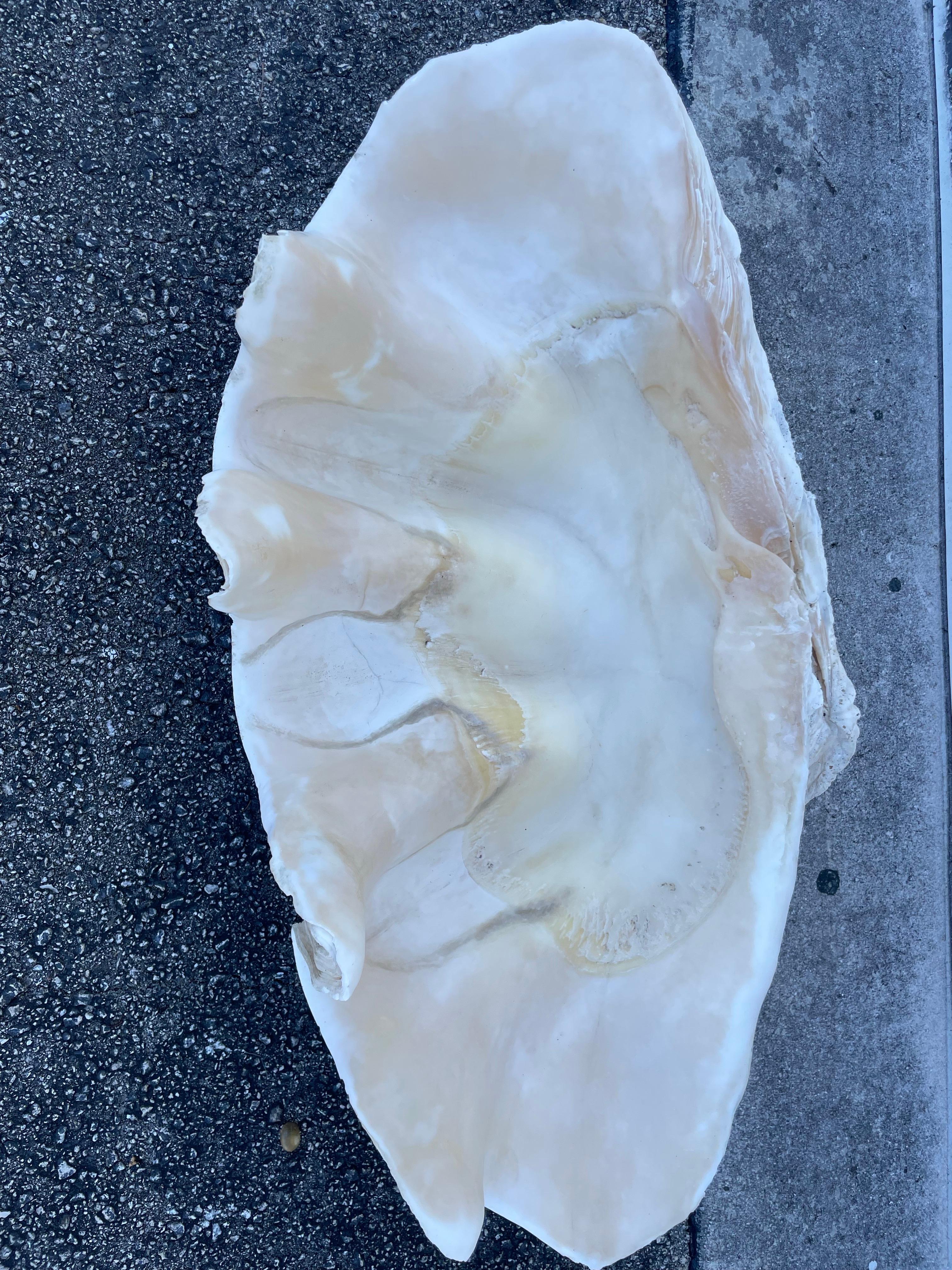 Vintage Large & Impressive Authentic Clam Shell For Sale 3