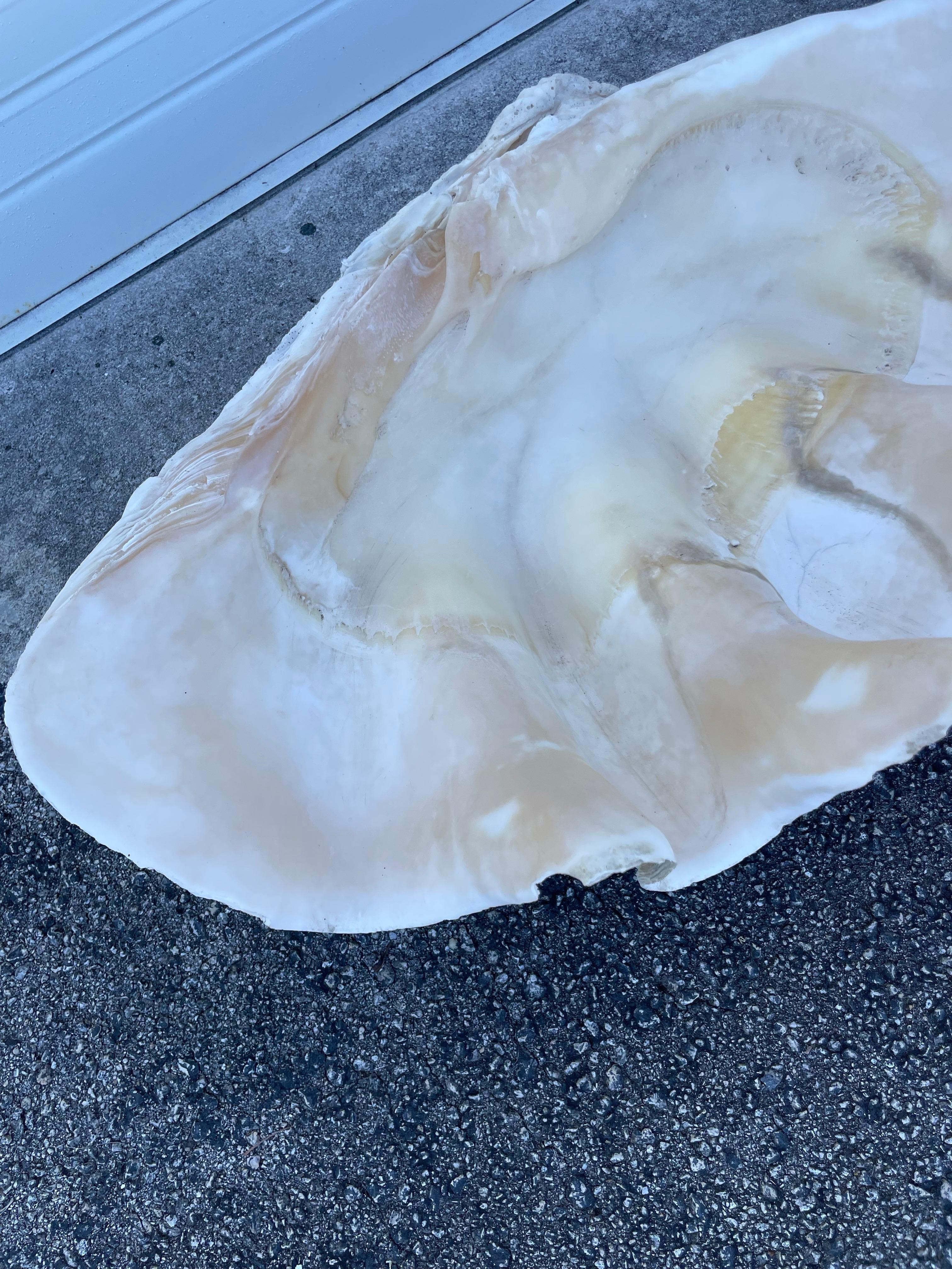 Vintage Large & Impressive Authentic Clam Shell For Sale 4
