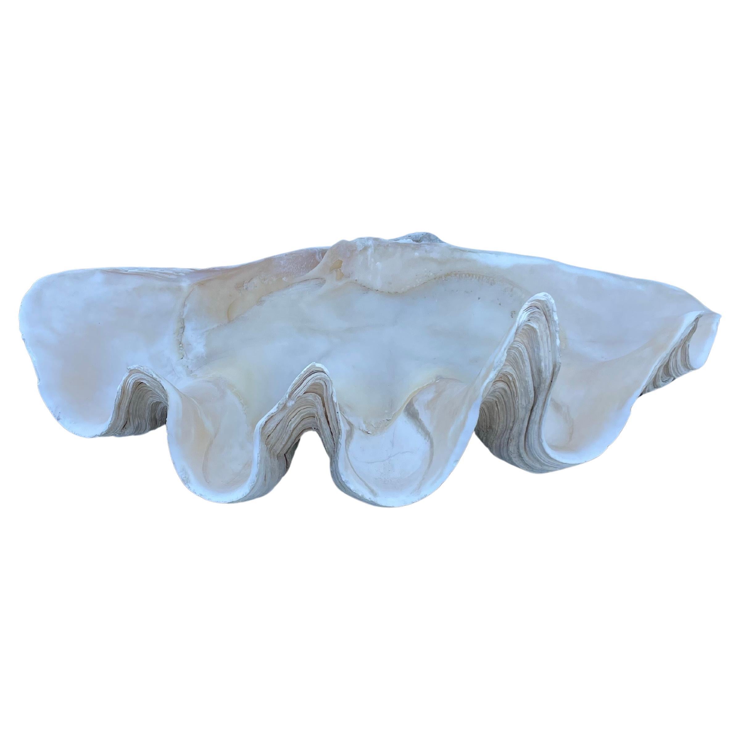 Vintage Large & Impressive Authentic Clam Shell For Sale