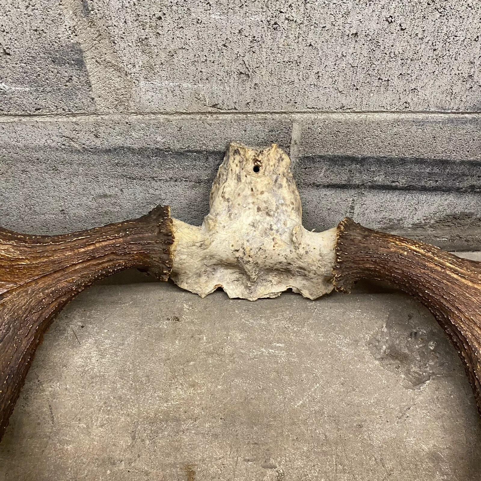 Horn Vintage Large Moose Shed Antler Rack and Skull Taxidermy Wall Decor