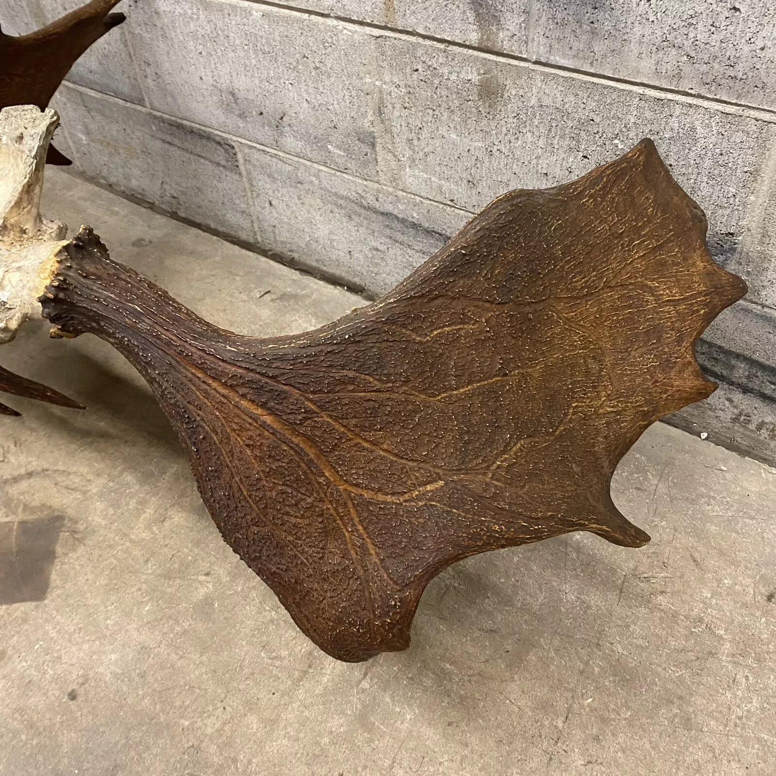 Vintage Large Moose Shed Antler Rack and Skull Taxidermy Wall Decor 1