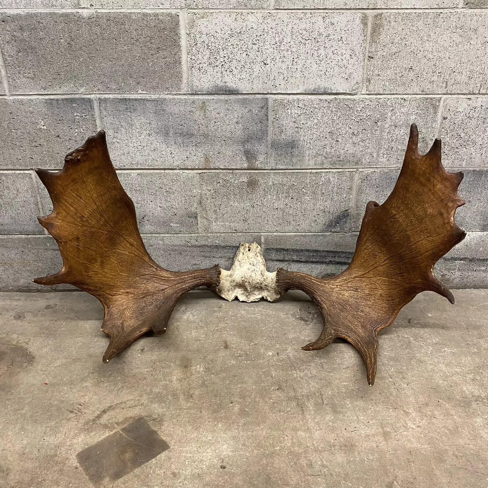 moose rack