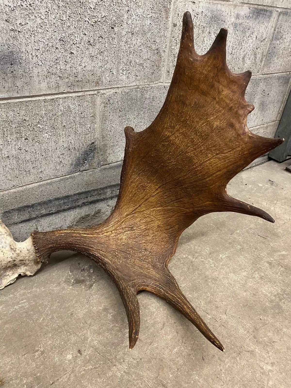 moose antlers for sale