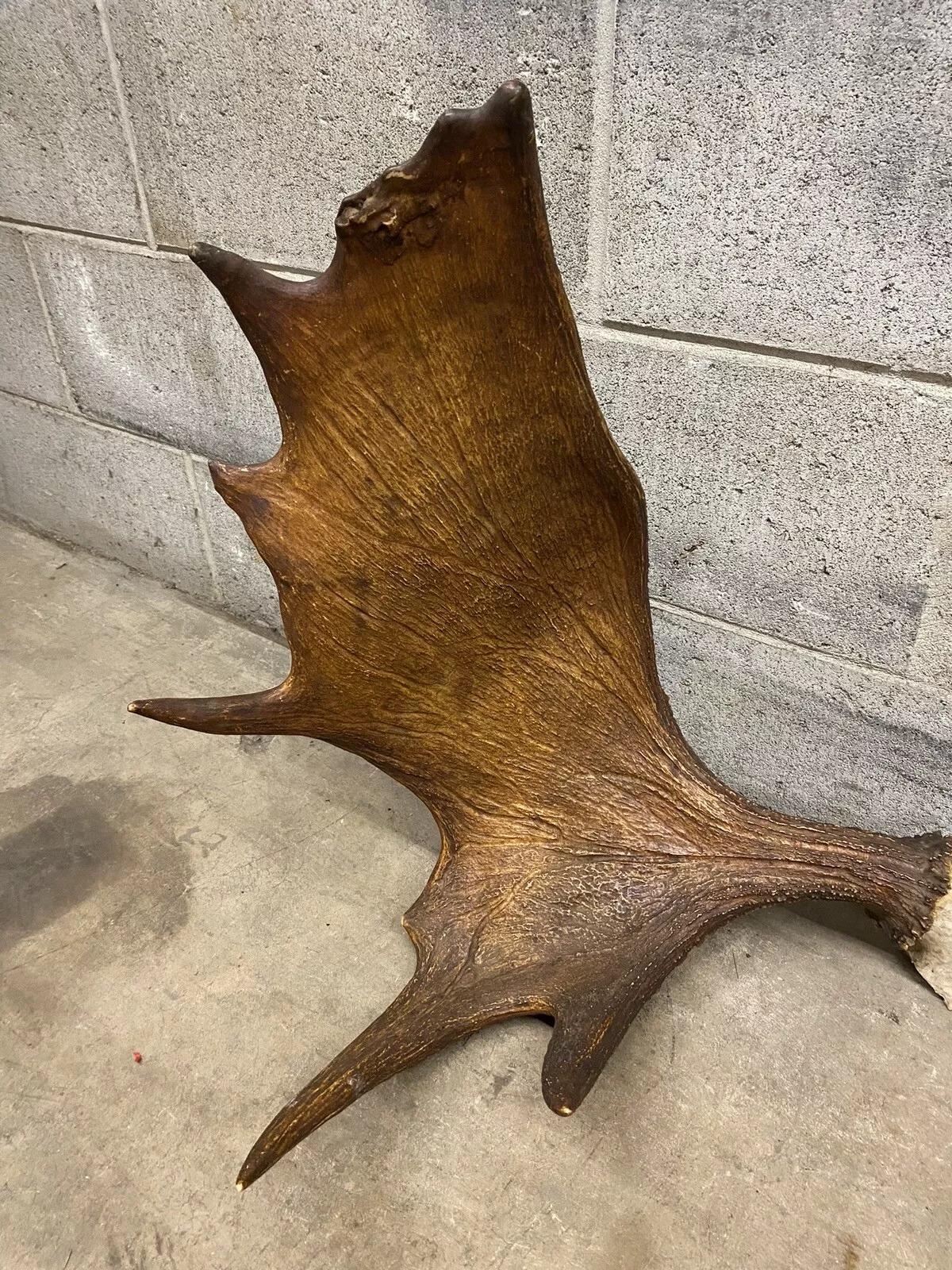 Rustic Vintage Large Moose Shed Antler Rack and Skull Taxidermy Wall Decor