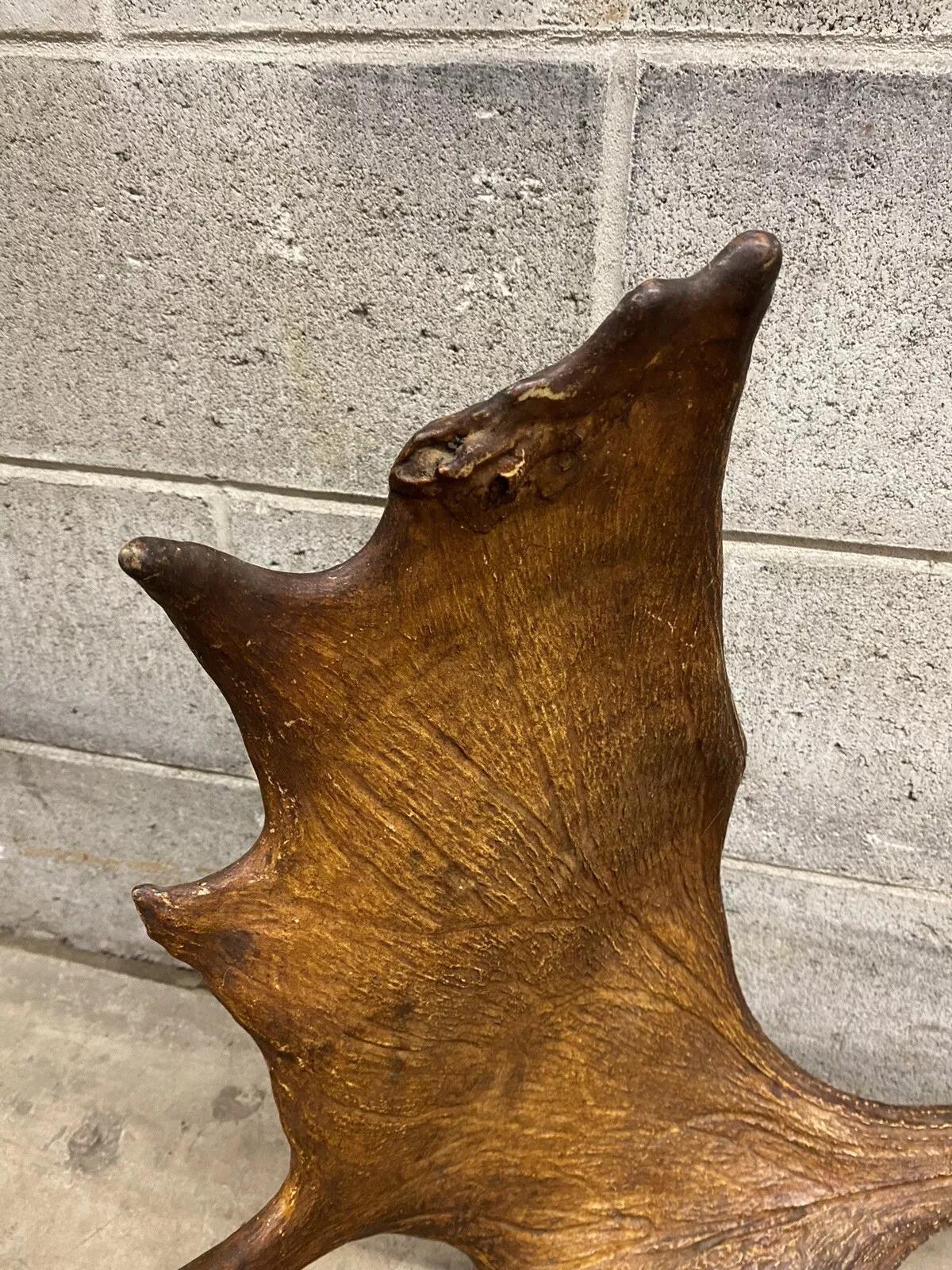 Unknown Vintage Large Moose Shed Antler Rack and Skull Taxidermy Wall Decor
