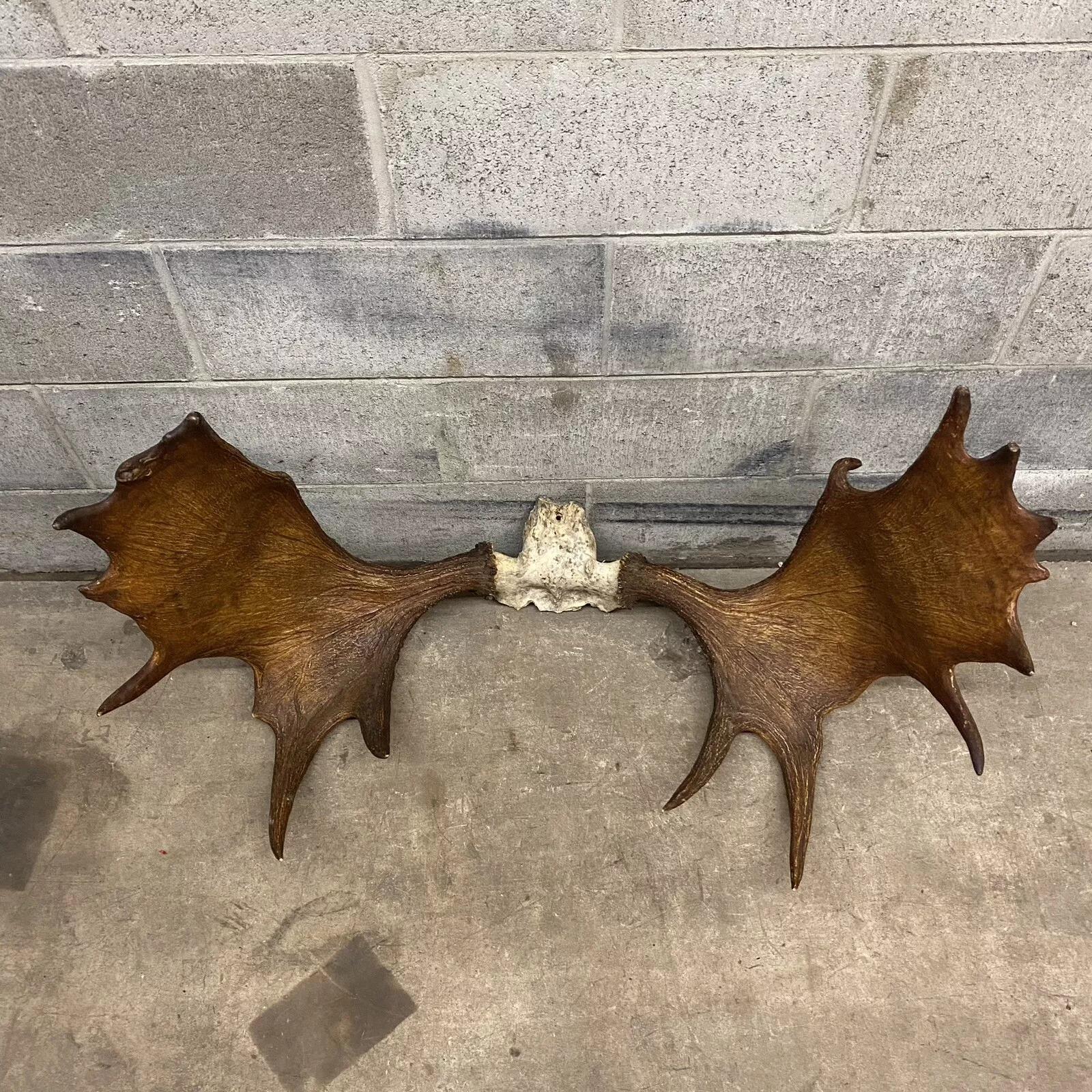 Vintage Large Moose Shed Antler Rack and Skull Taxidermy Wall Decor In Good Condition In Philadelphia, PA
