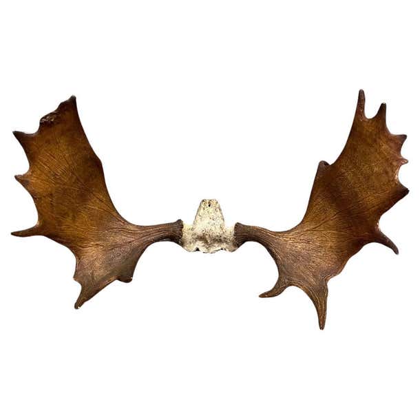 Vintage Large Moose Shed Antler Rack and Skull Taxidermy Wall Decor For ...