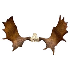 Vintage Large Moose Shed Antler Rack and Skull Taxidermy Wall Decor