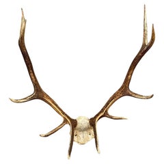 Vintage Large Red Deer Stag Antlers Horn Skull Mount Taxidermy Wall Decor