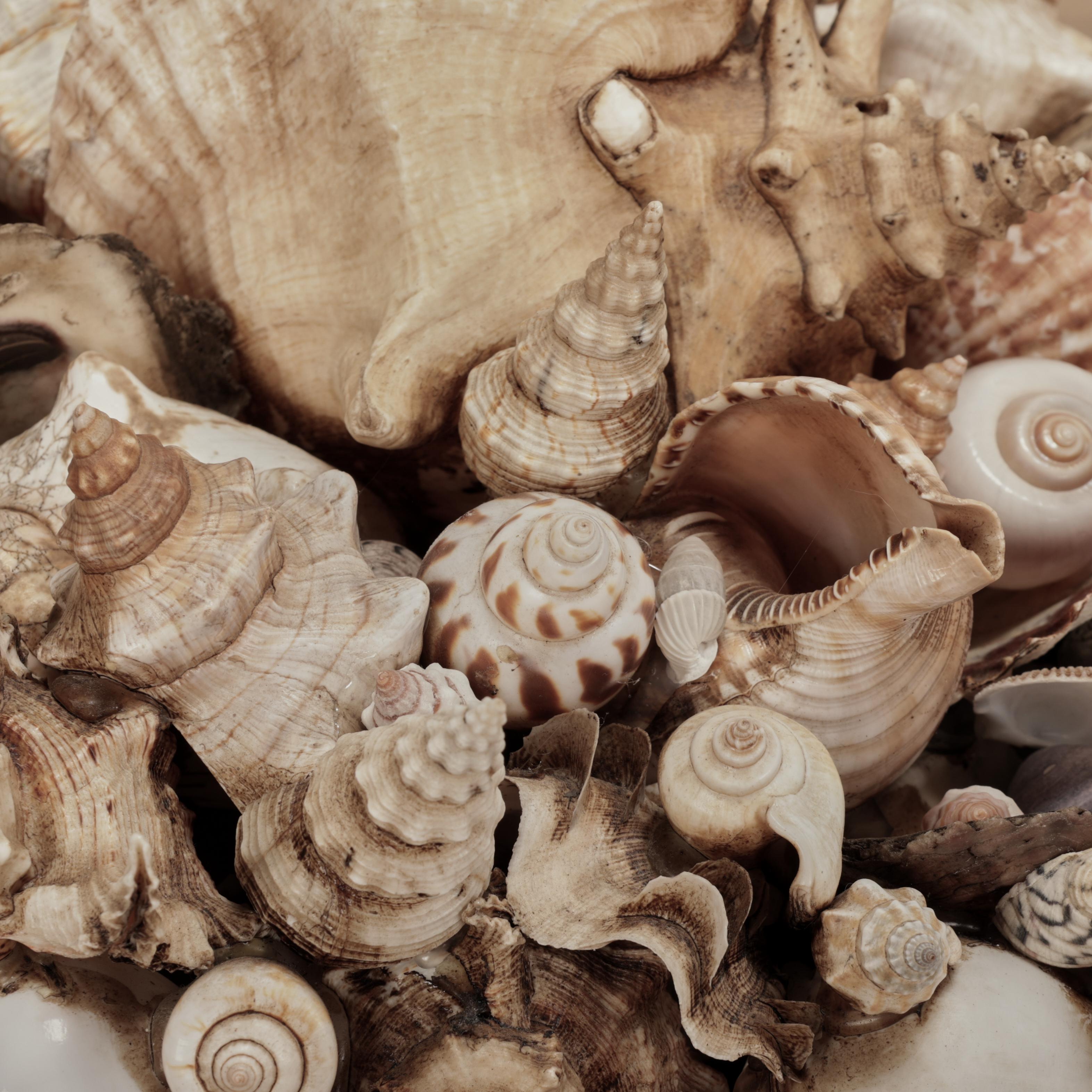 Scatola grande conchiglia incrostata d'epoca in vendita 6