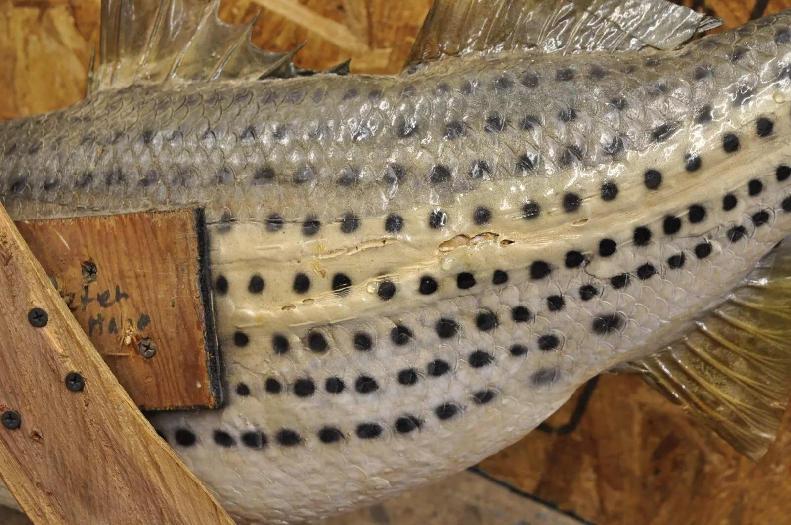 Vintage Large Striped Bass Wall Mount Taxidermy Real Skin Fishing Wall Decor 3