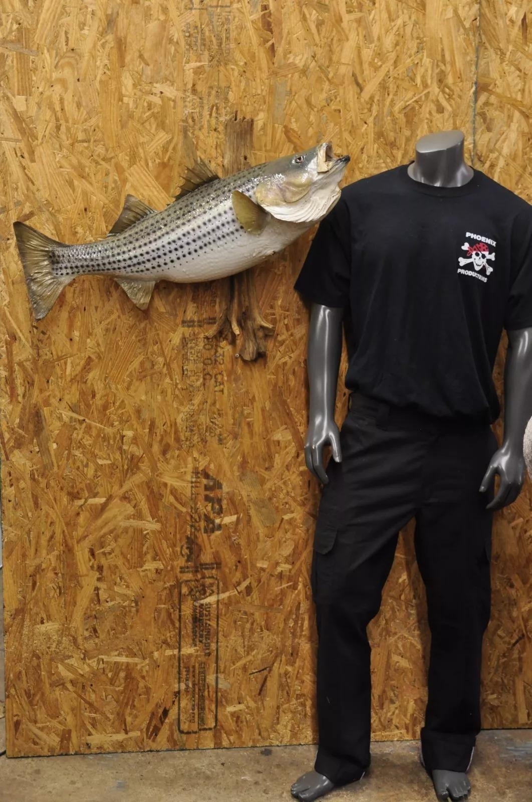 Vintage Large Striped Bass Wall Mount Taxidermy Real Skin Fishing Wall Decor. Circa Mid 20th Century. Measurements (Overall): 25